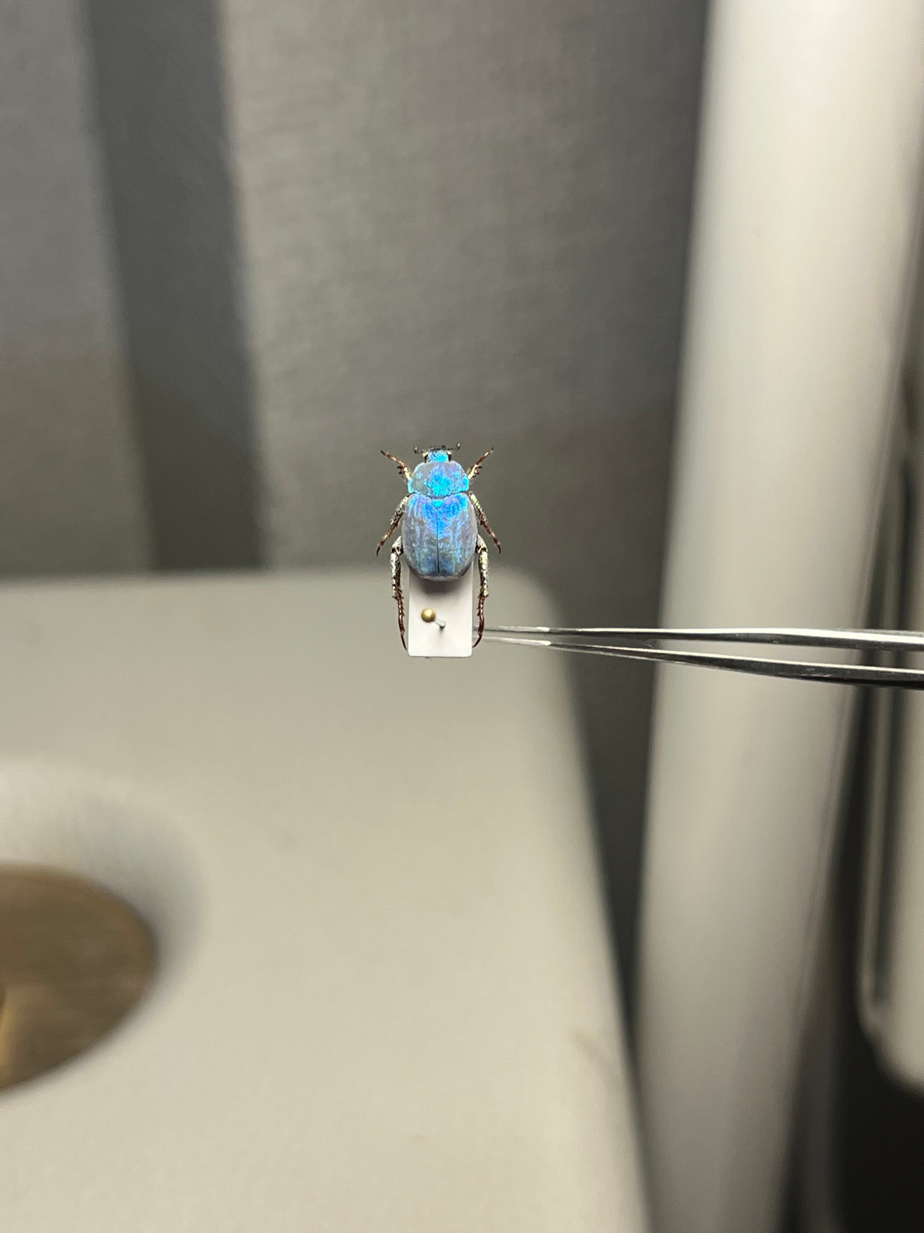 9mm】シンジュアシナガコガネ 標本 ブルースカラベ プラチナコガネ