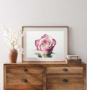 ピンク色のバラ / アートポスター 写真 2L〜 カラー 白黒 アートプリント 横長 自然 花 フラワー ピンク ばら 薔薇 ローズ