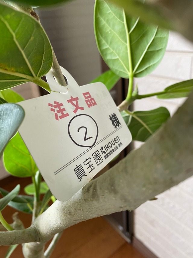 観葉植物　ベンガレンシス　曲り　8号　②