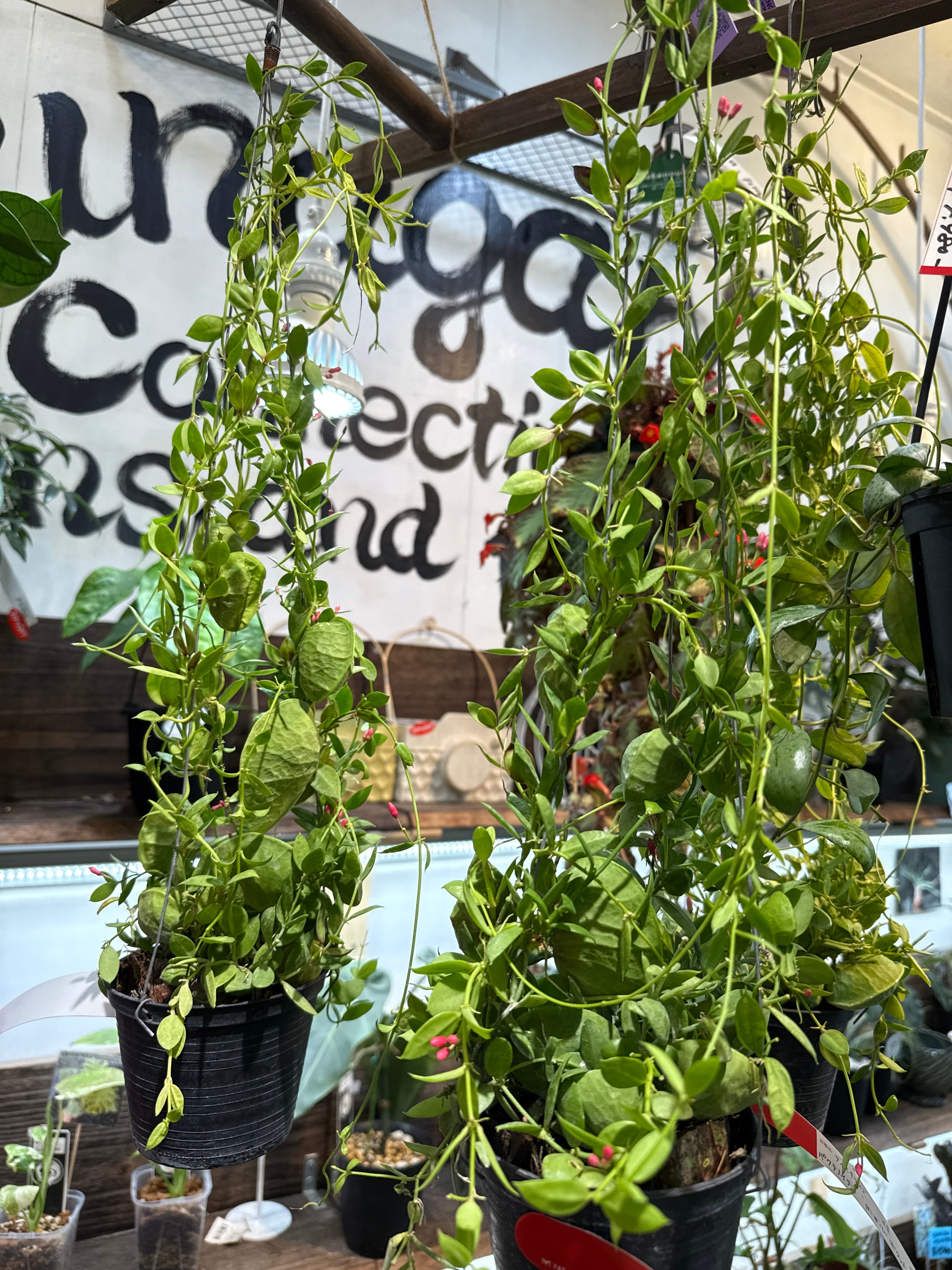 フィカス リラータ イヴォンヌ 白斑入り 3号鉢つき 激レア