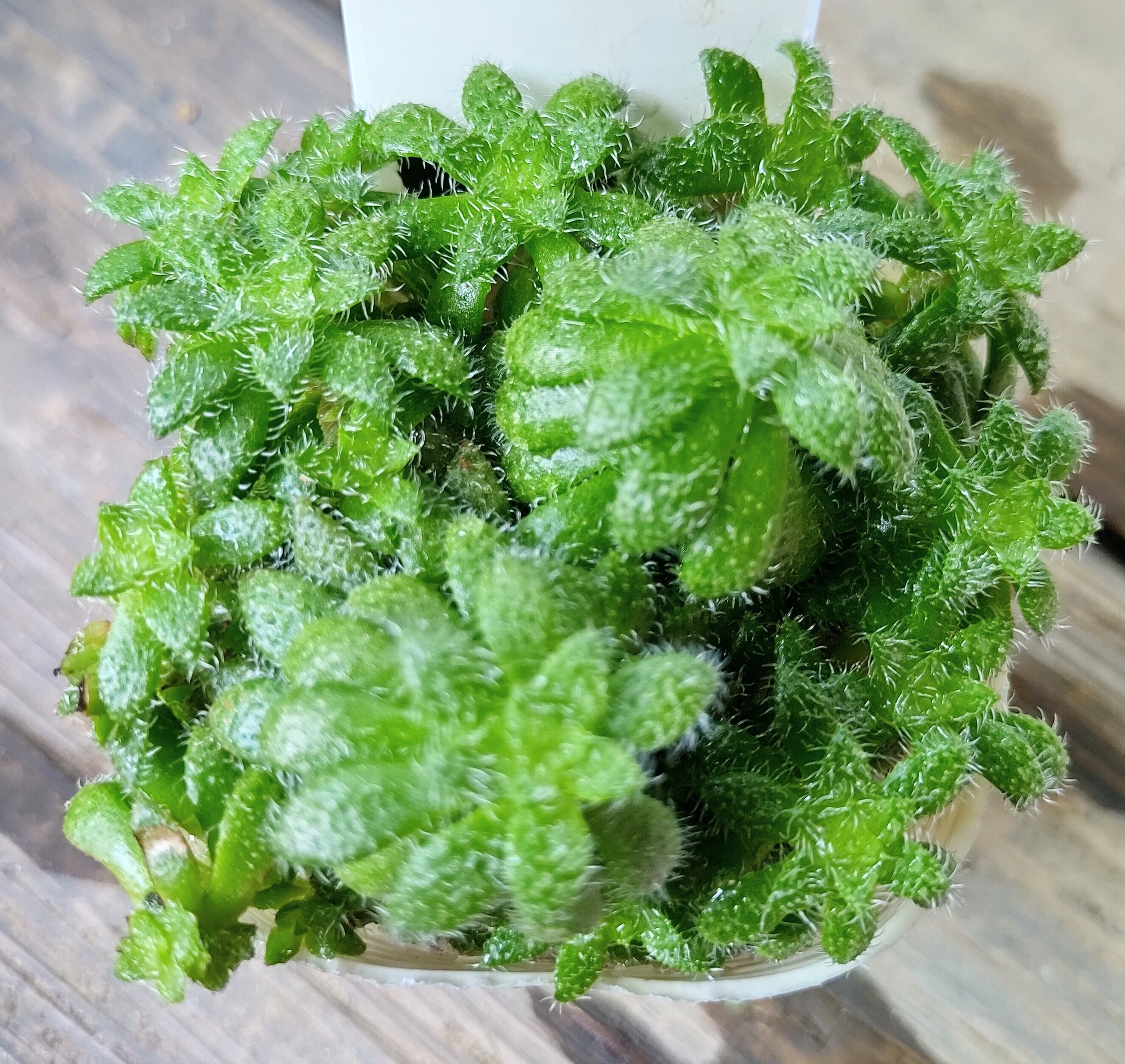 トランスパール(クラッスラ) | RuPo 多肉植物専門店
