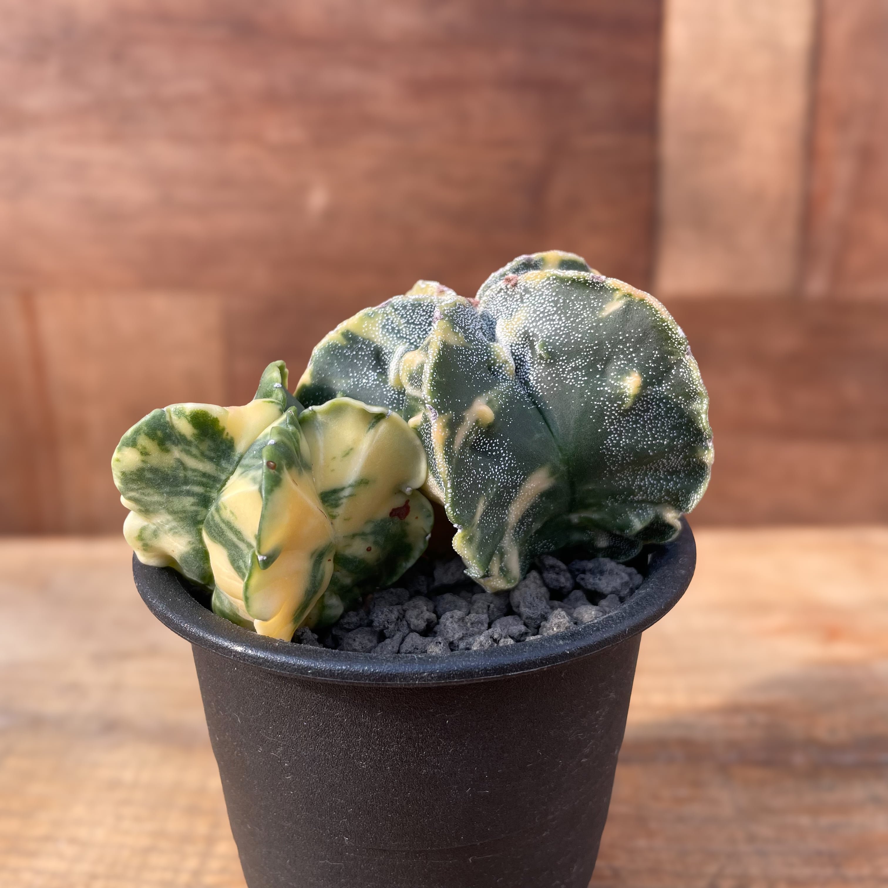 Astrophytum myriostigma【アストロフィツム・鸞鳳玉錦・実生