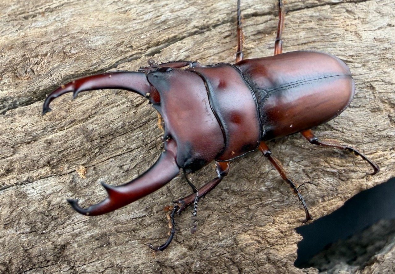 《プセウダキスコクワ 30.5mm ペア》