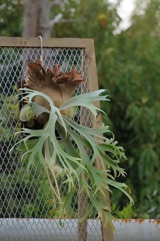 P.Willinckii 月光爪哇 Pups