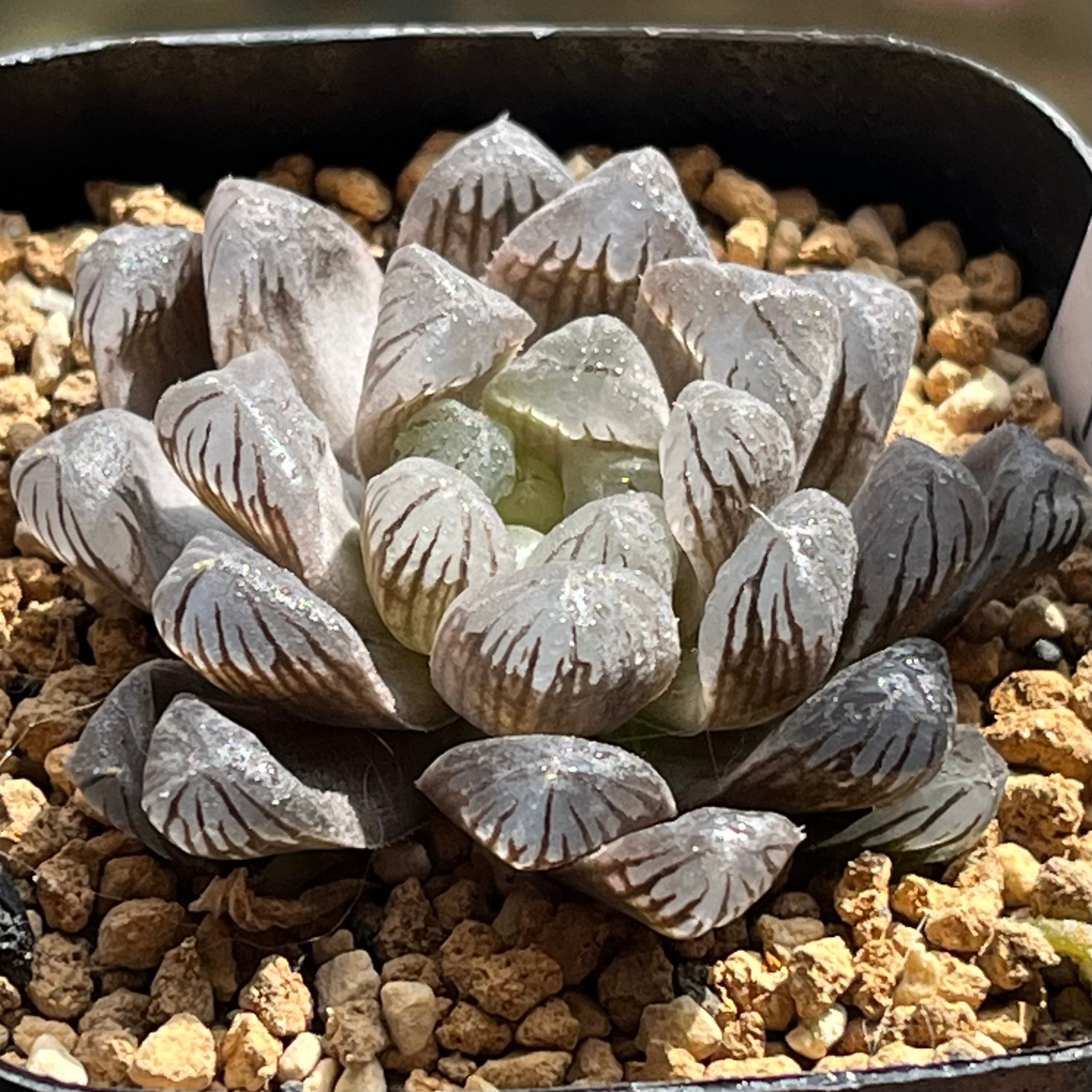 ハオルチア ドドソン紫オブツーサ錦×美の壺 実生 | mocono_plants