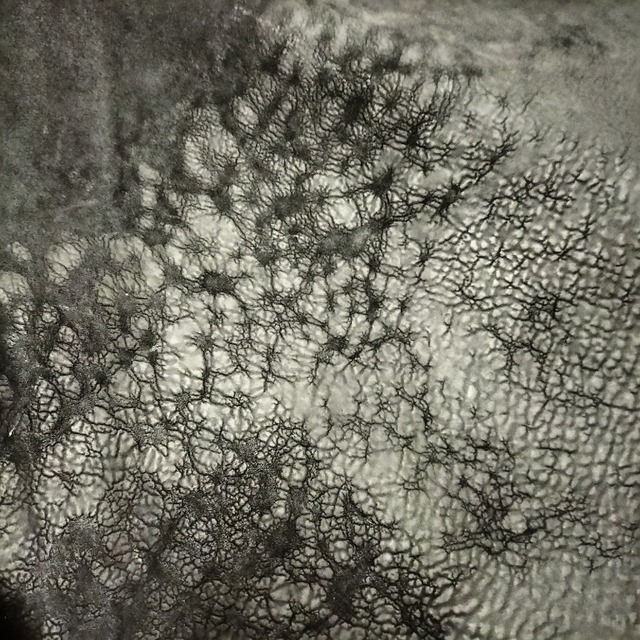 Leather：HORSE CULLATA