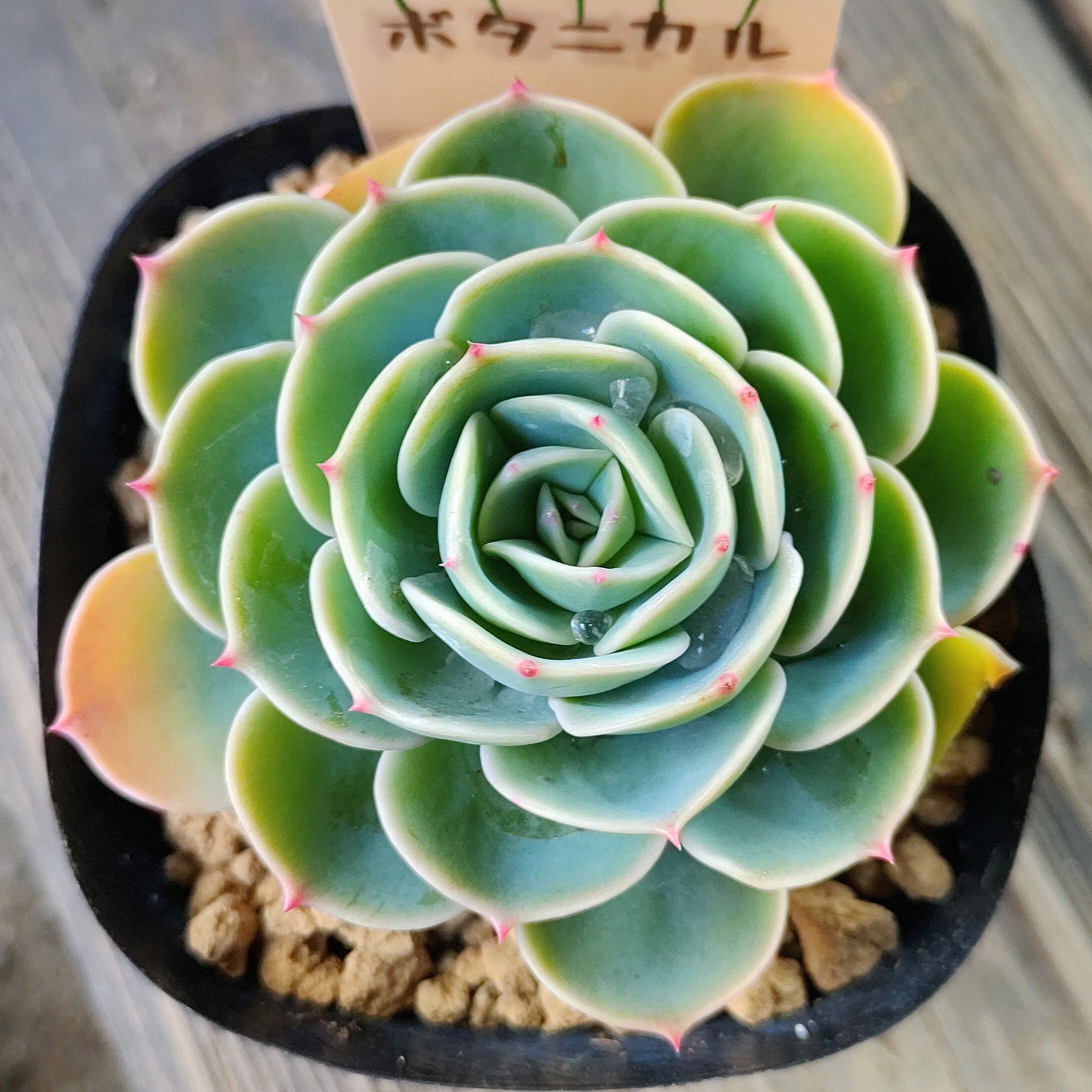 キャンディーグレープ | RuPo 多肉植物専門店