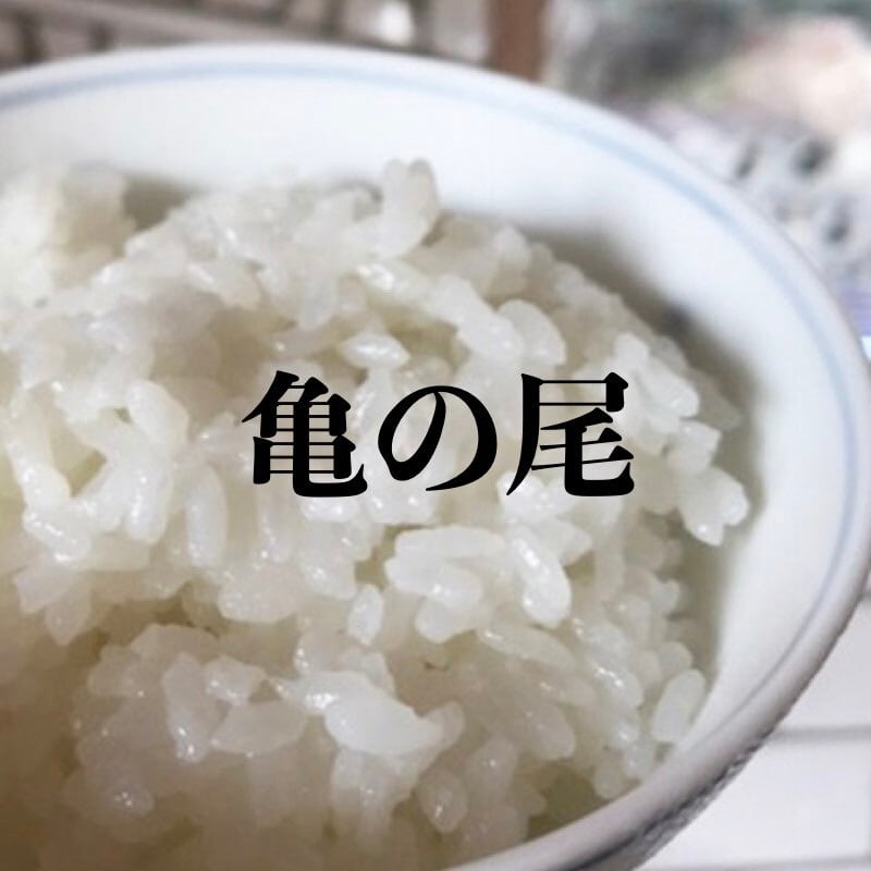 令和7年産】5kg レジェンド「亀の尾」玄米 自然栽培米（無農薬・無