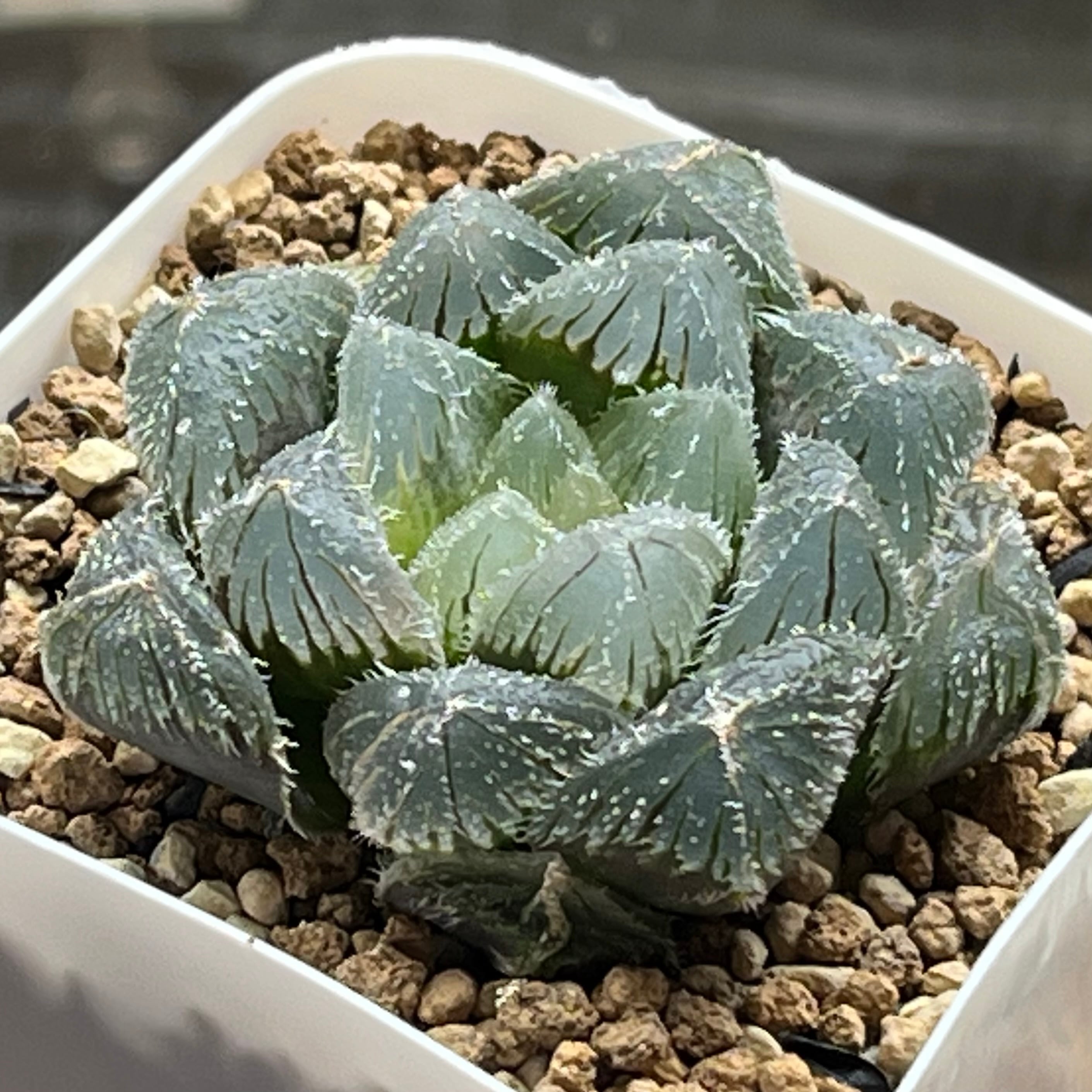 ハオルチア アトロフスカミュータント錦 | mocono_plants