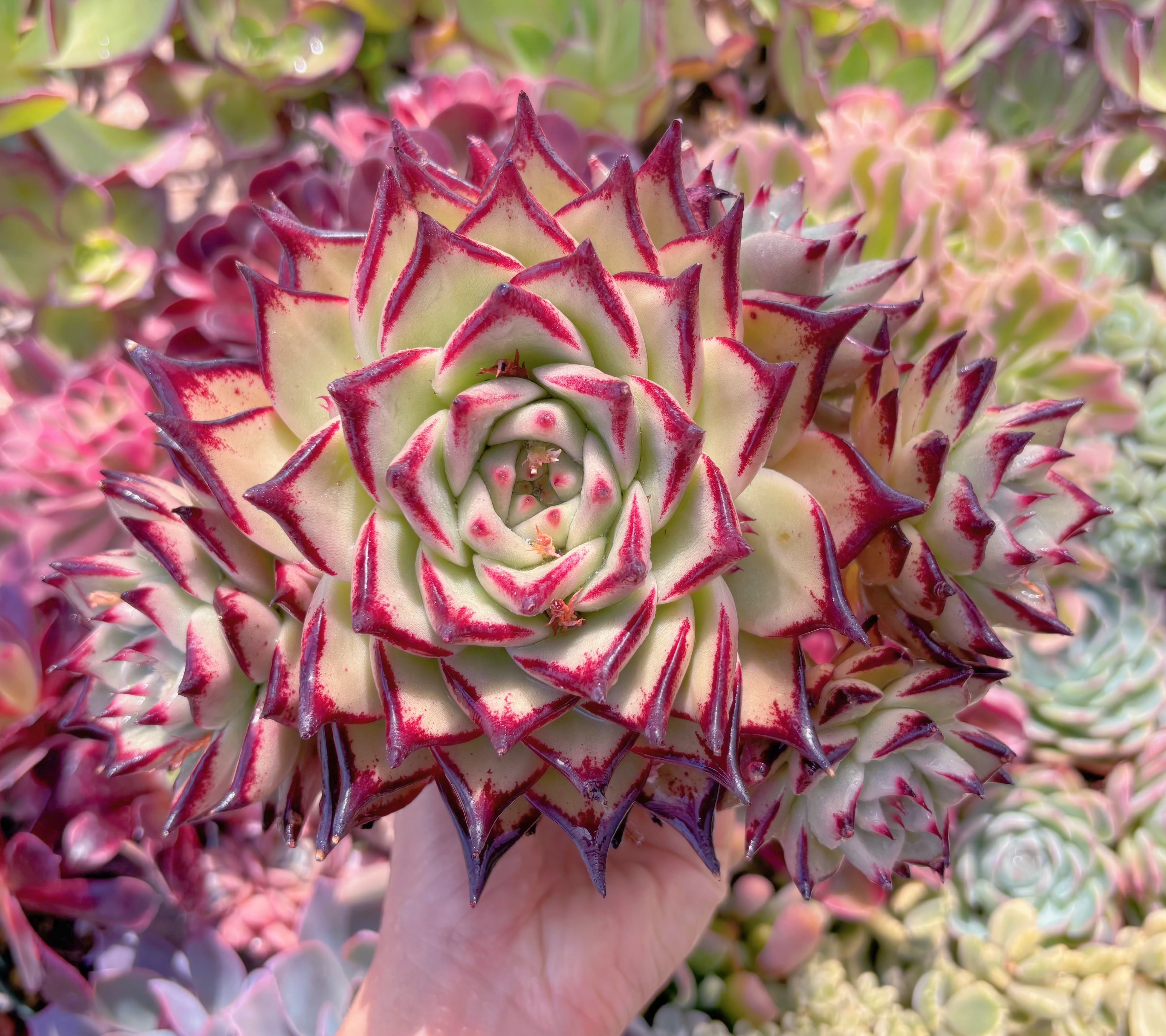 現品　モナ・リザ#3006　特特大群生　るる農園