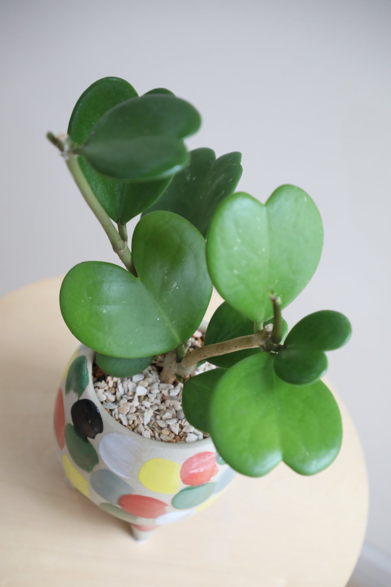 ホヤ　B品 M】ホヤ ケリー/Hoya | 【厳選植物・器】MIDORI DOUMEI 翠堂明-みどり