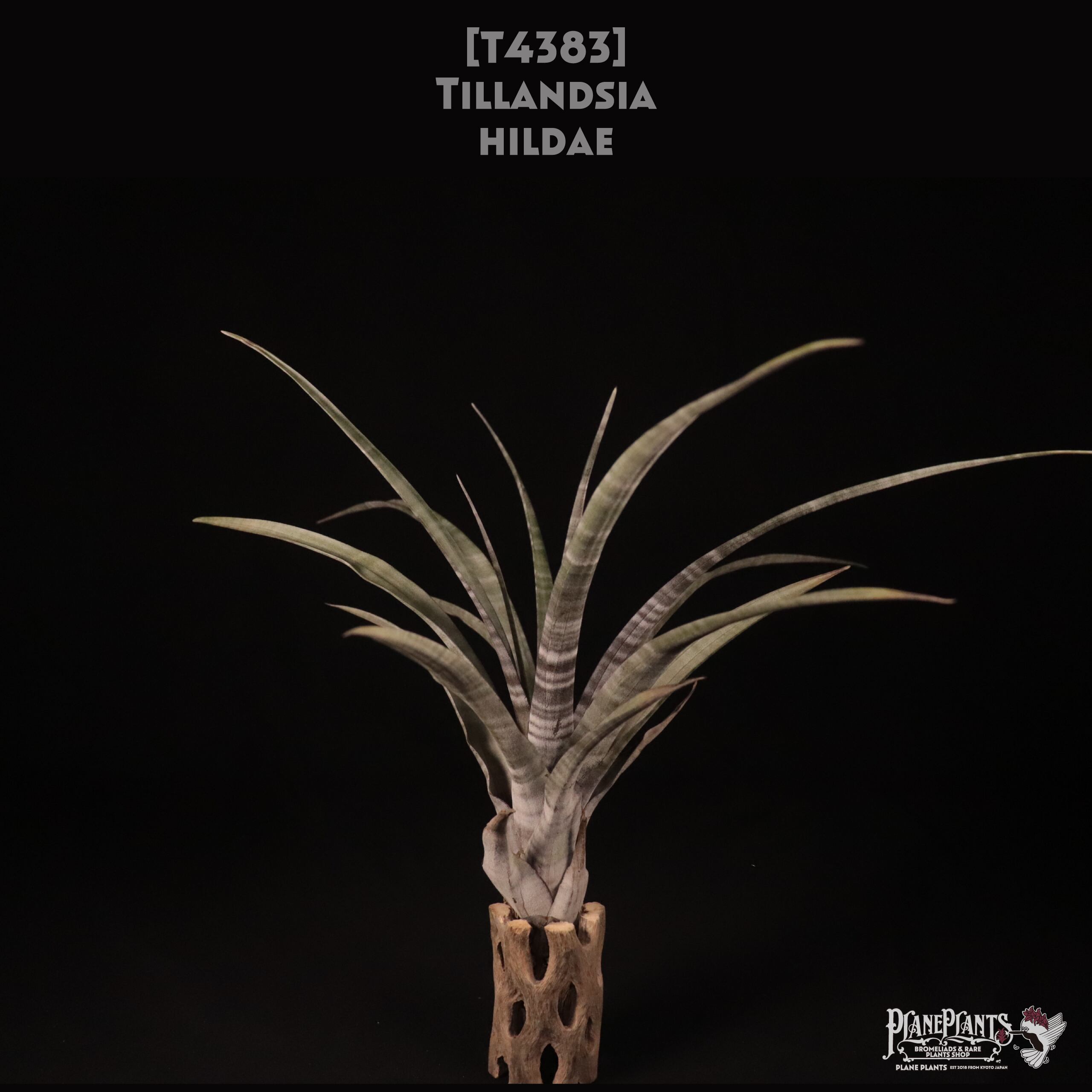 【送料無料】hildae〔エアプランツ〕現品発送T4383