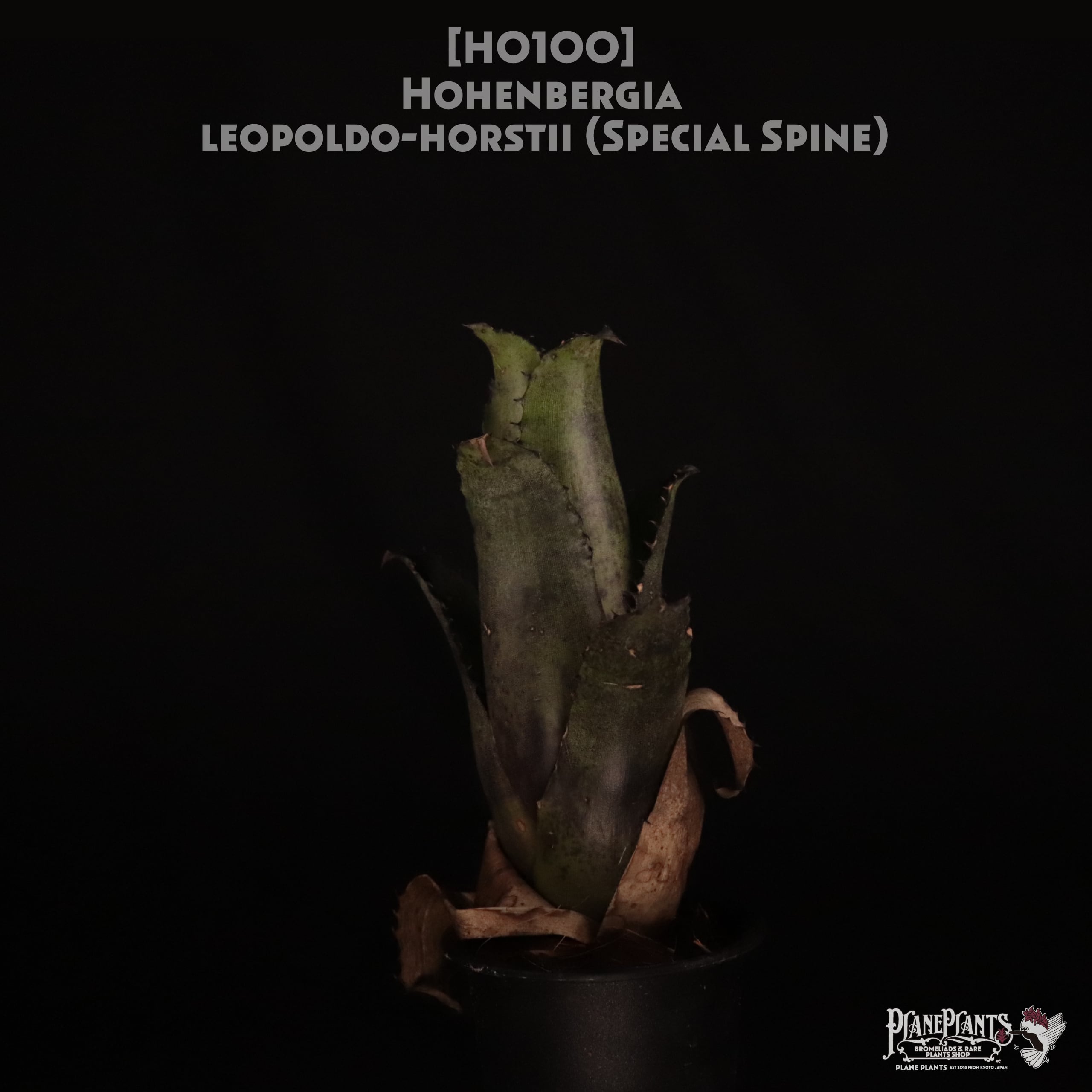 【送料無料】Hohenbergia leopoldo-horstii (Special Spine)〔ホヘンベルギア〕現品発送H0100