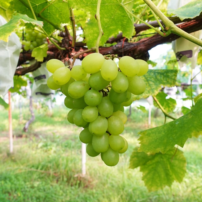 潮風®ぶどう しまねスイート（600g） | すくも特産品マルシェ