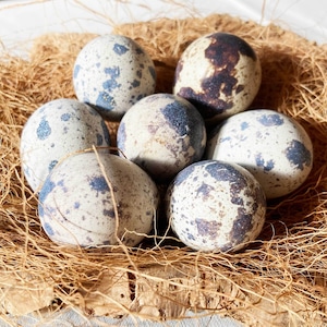 【有精卵】孵化用 豊橋産 日本うずらの卵 10個入り 1パック