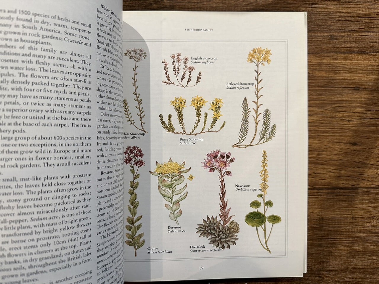 海外購入 洋書 Wildflowers in Watercolour＊インテリア 海外購入 洋書 Wildflowers in Watercolour＊インテリア