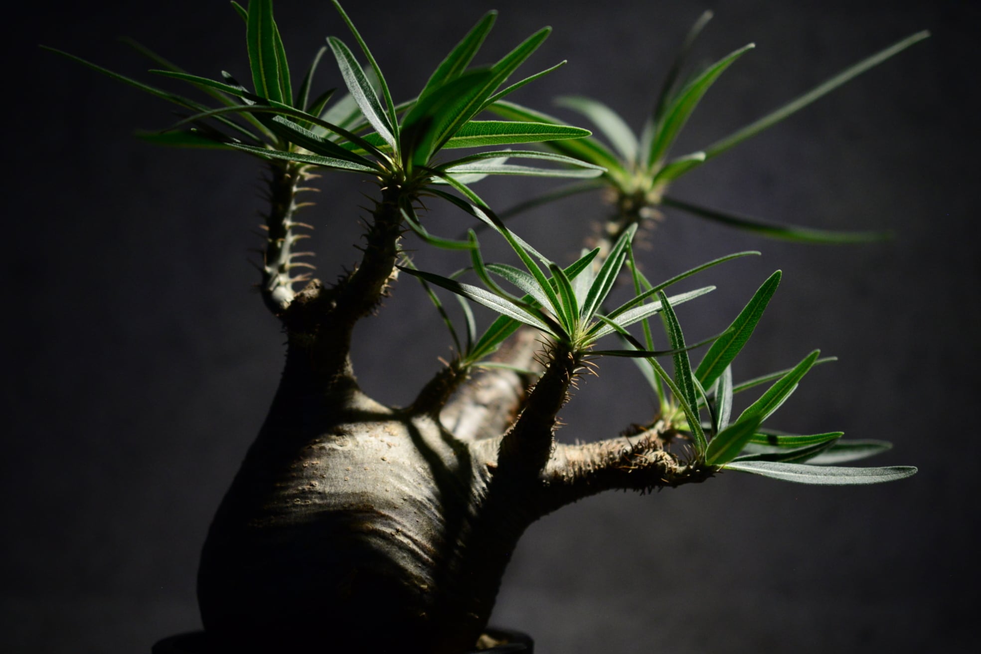 パキポディウム グラキリス 現地球〈象牙宮〉 | N collect plants