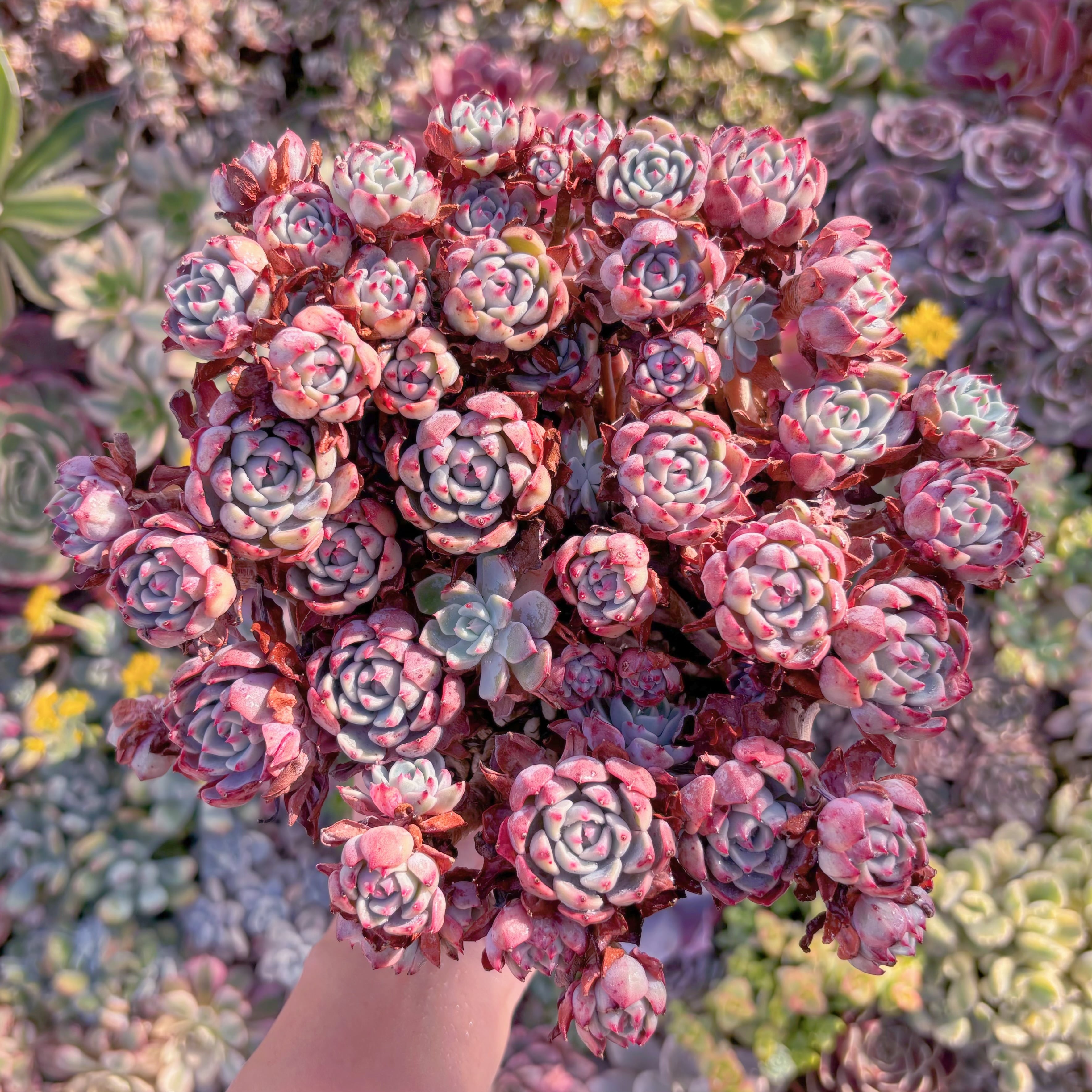 現品　Nanahukumini#664　特特大群生　るる農園