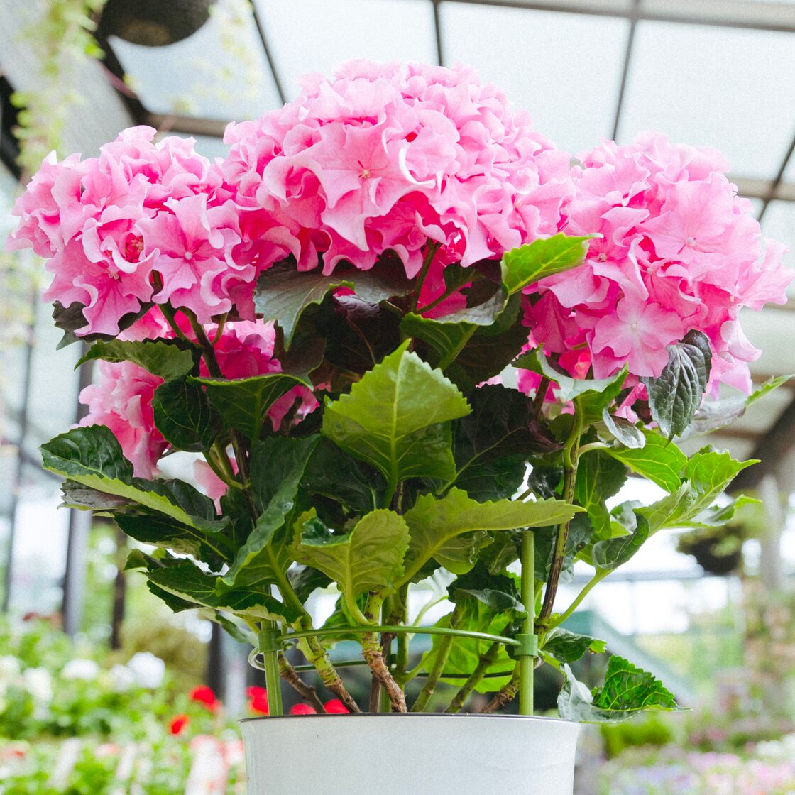 アジサイ クレイジーテンシア アジサイ クレイジーテンシア 号鉢 新品種 フリル咲き紫陽花 希少 紫陽花 ハイドランジア 母の日 ギフト 鉢花 - メルカリ