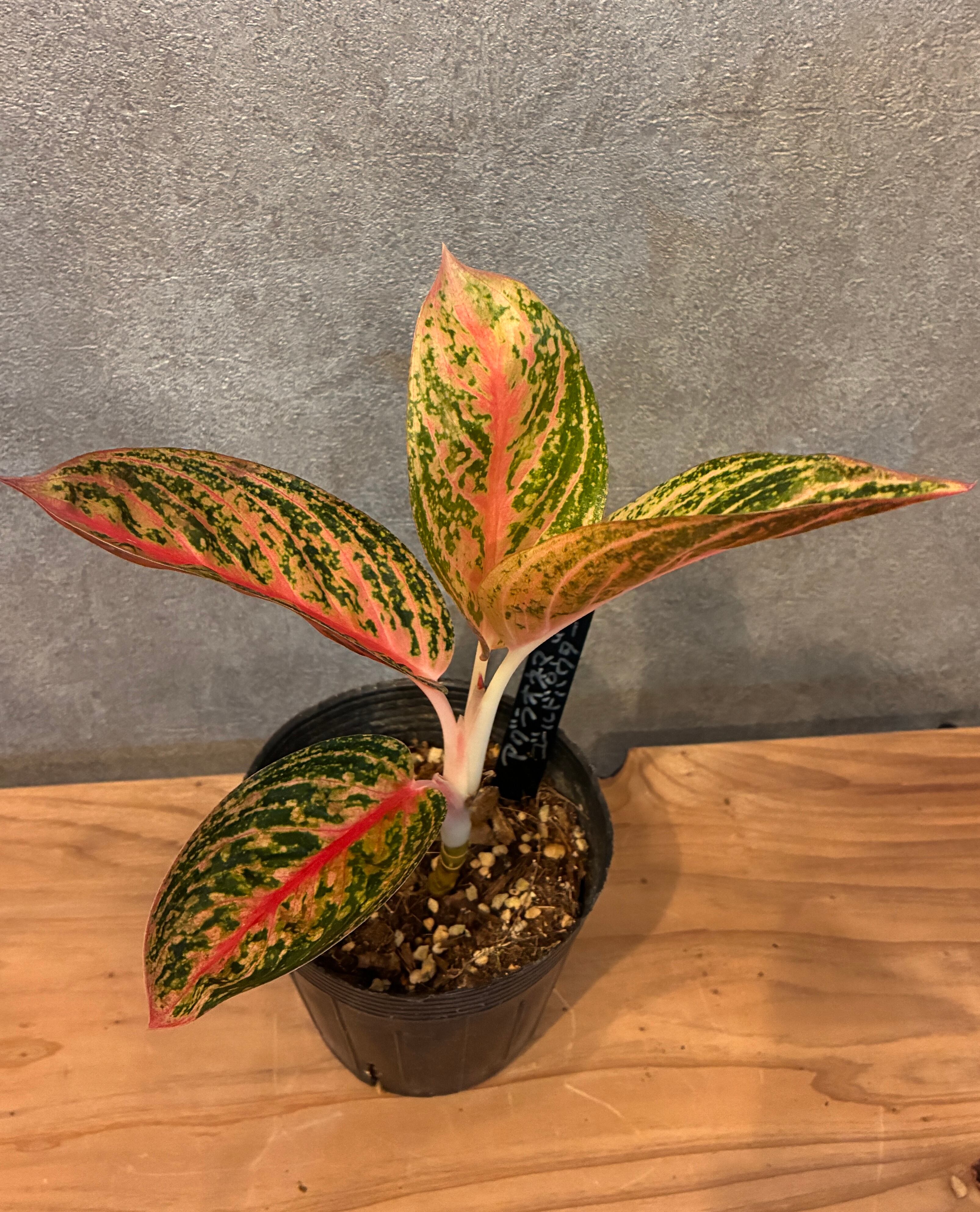 Ixia pumillio / イキシア プミリオ | PAY ID
