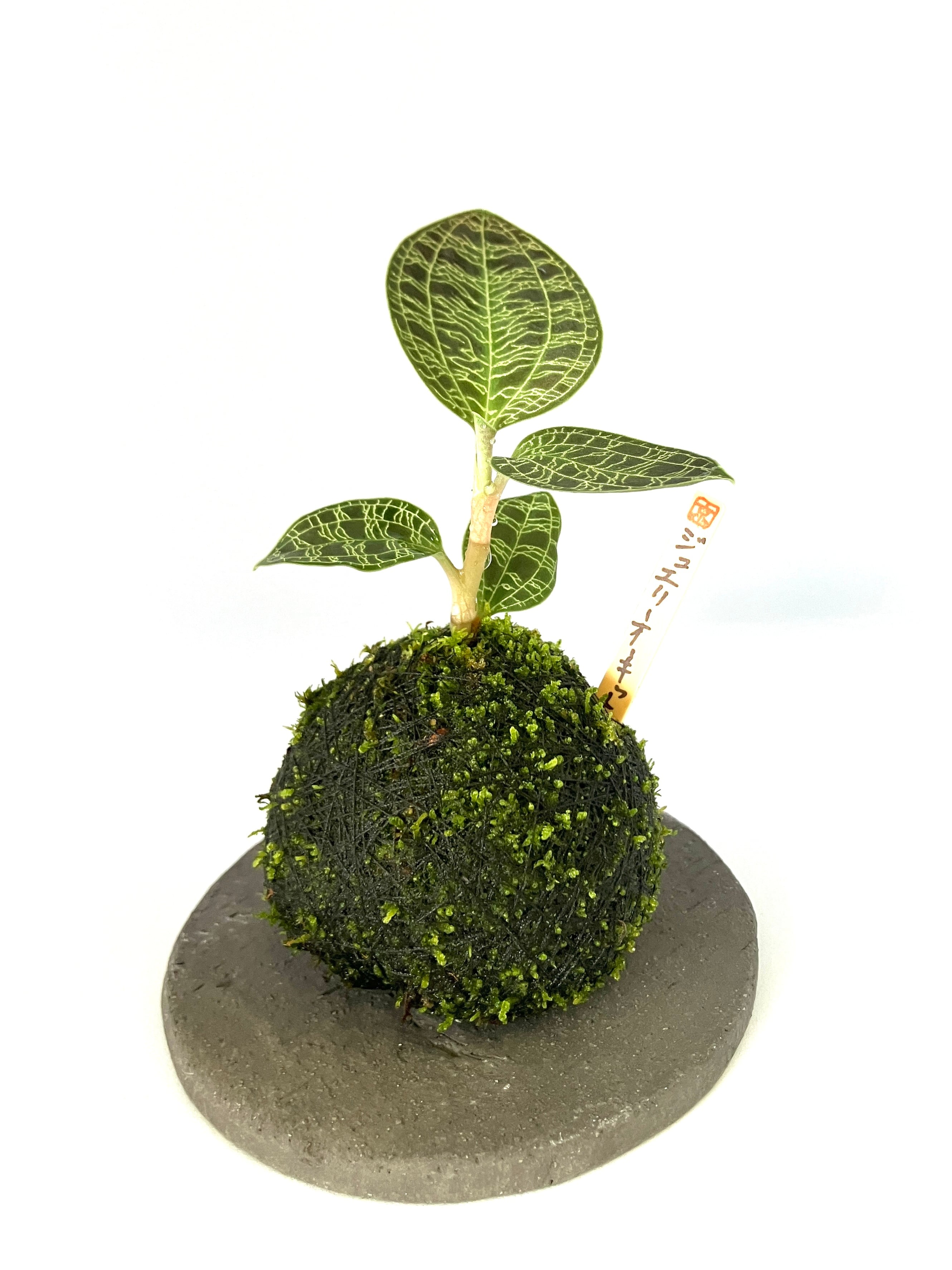 自然社 -苔玉＆苔盆栽のある暮らし-