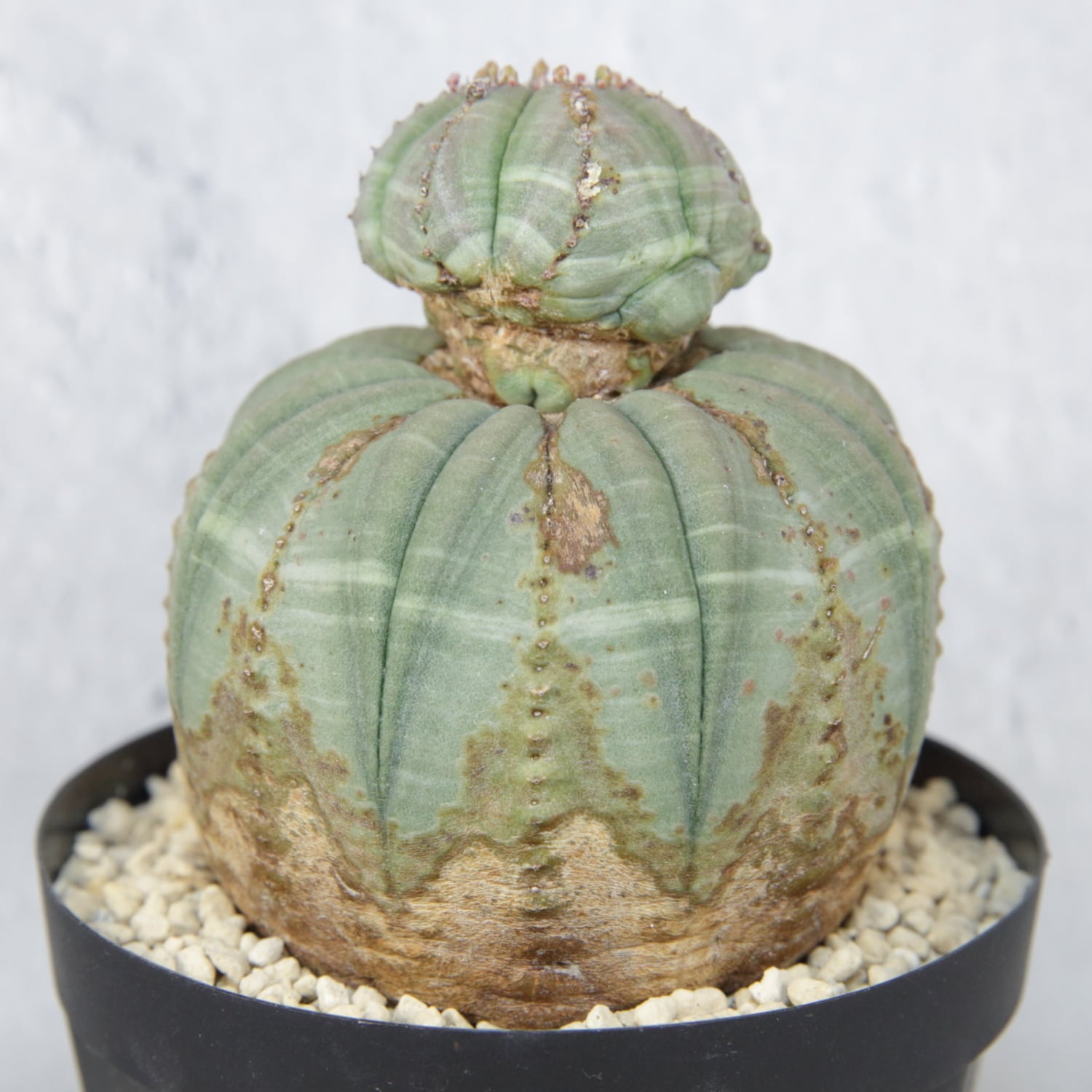 厳選株】成長点潰れ だるま まん丸 オベサ / 木質化 ユーフォルビア