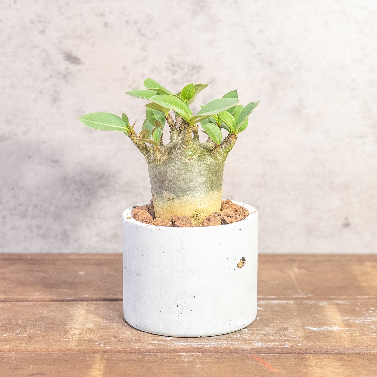 低重心で力強いドワーフタイプの立ち姿。アデニウム｜樹形とバランスを一つひとつ直接見て選び抜いた「一株ごとの厳選仕入れ」個体｜虫発生抑制（全国一律送料850円）