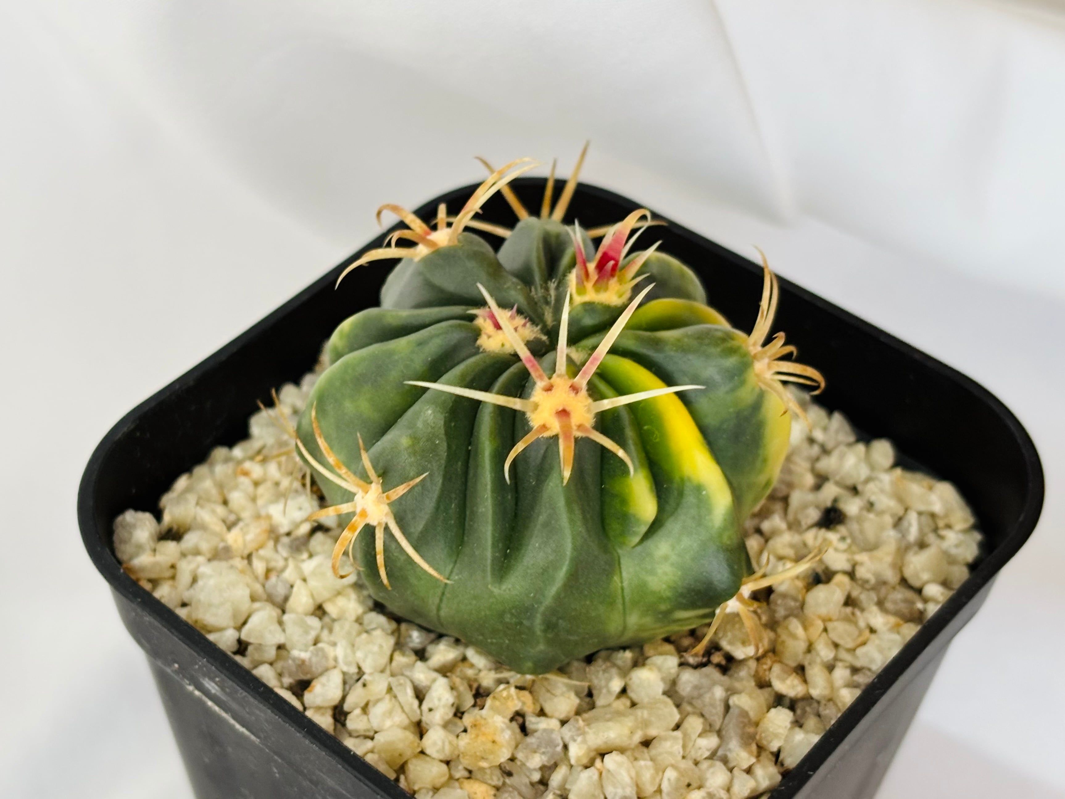 Ferocactus latispinus フェロカクタス 日の出丸錦 サボテン | plants