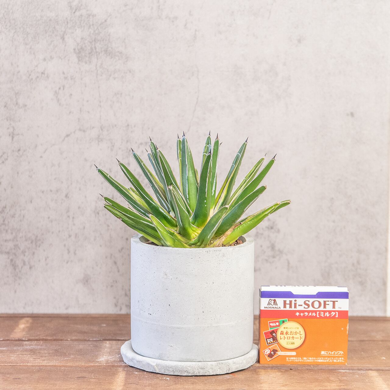 アガベ 笹の雪 黄覆輪 希少な多肉植物 モルタルの手作り鉢でお届け おしゃれなインテリアグリーン 卓上サイズ