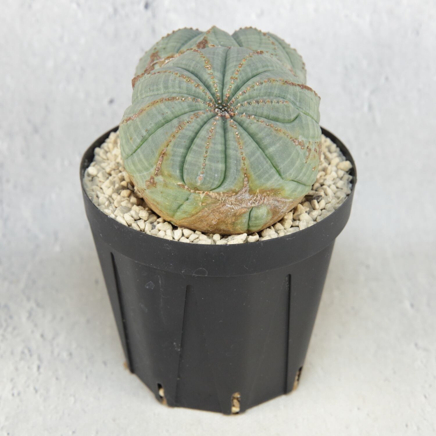 超厳選株】大株 最大幅約9cm 超扁平 円扇石化 ダブルヘッド オベサ