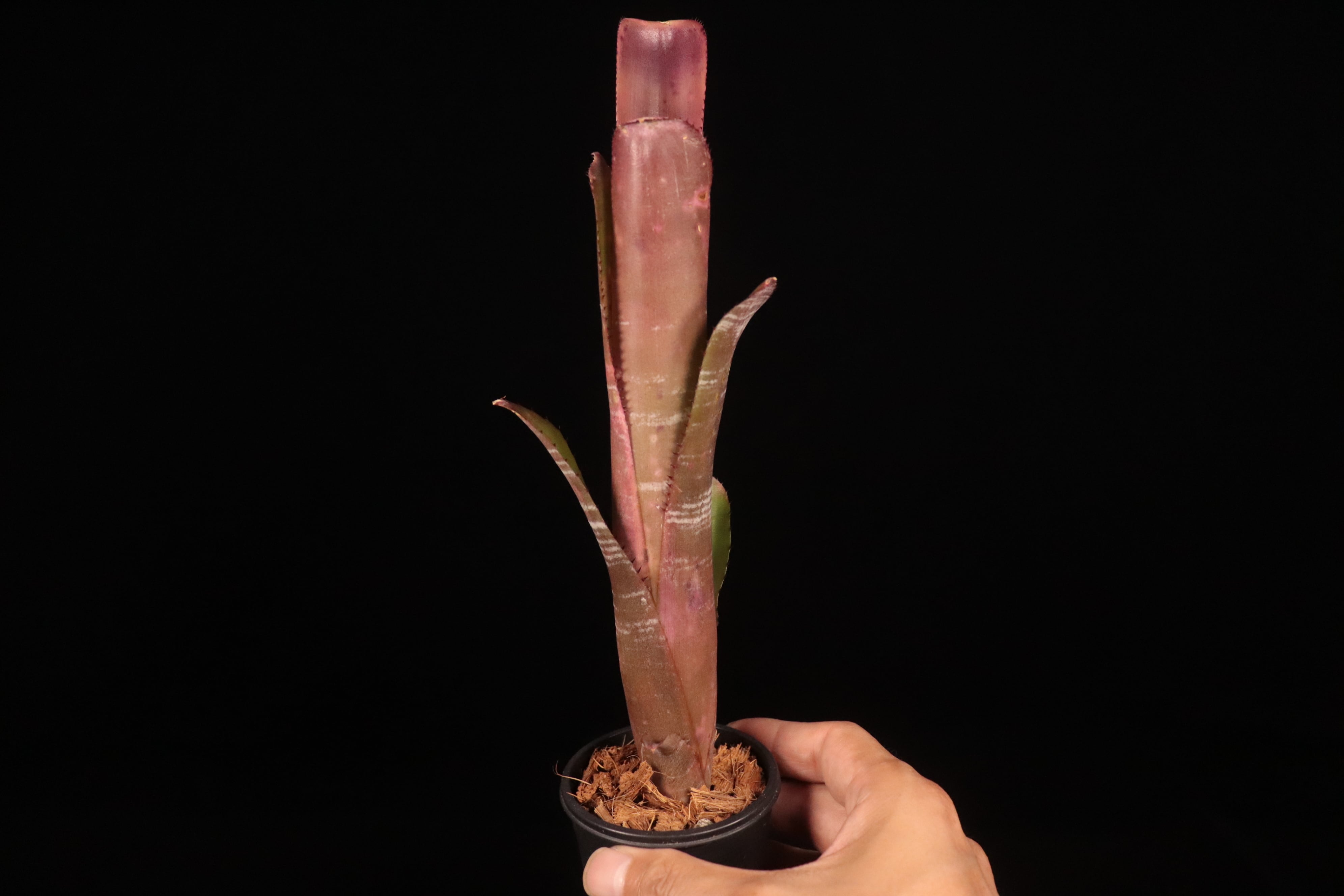 Billbergia 'Incendiary Delight'〔ビルベルギア〕B189-1 | plane plants