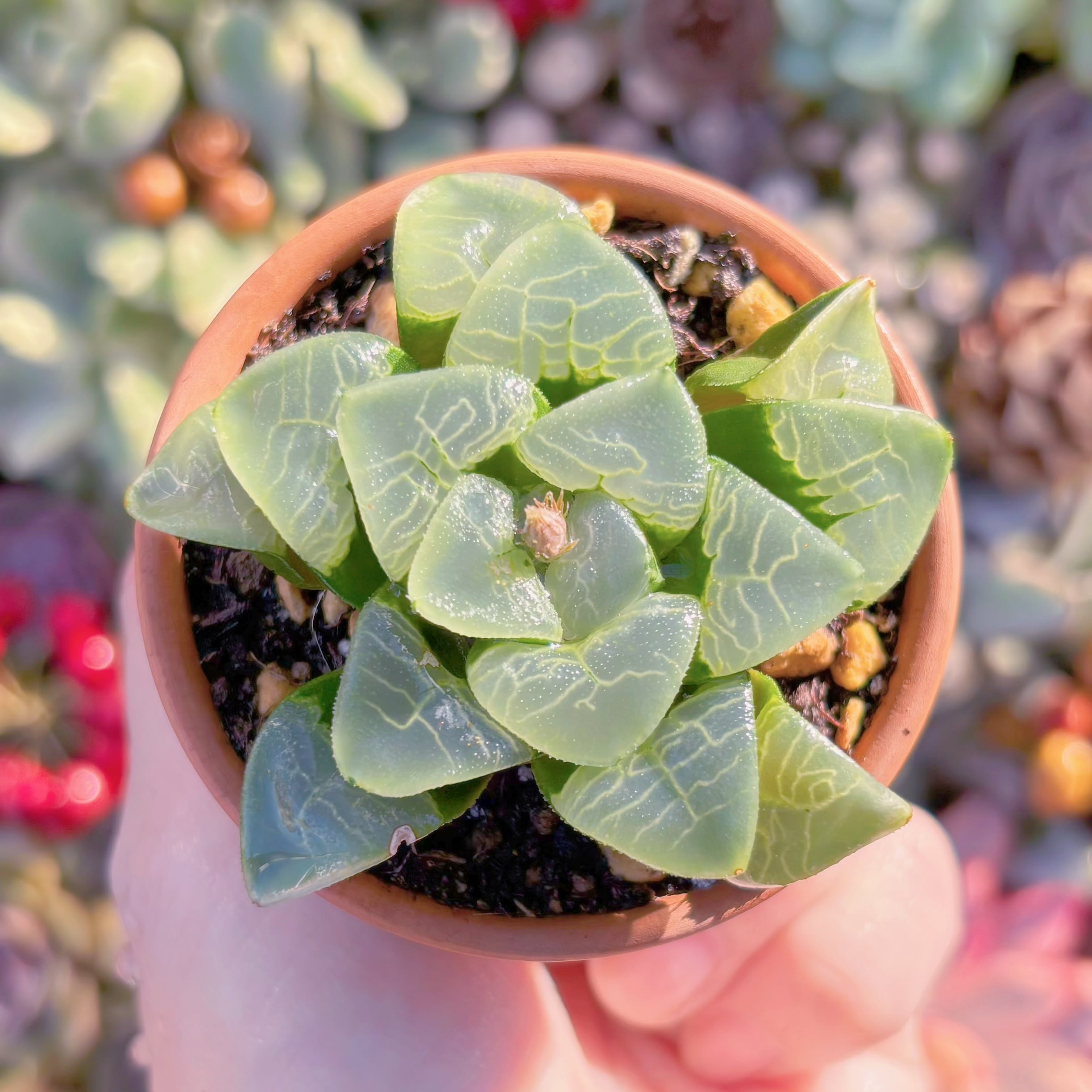 多肉植物 コレクタ 新入荷 るる農園 | るる農園~多肉植物専門