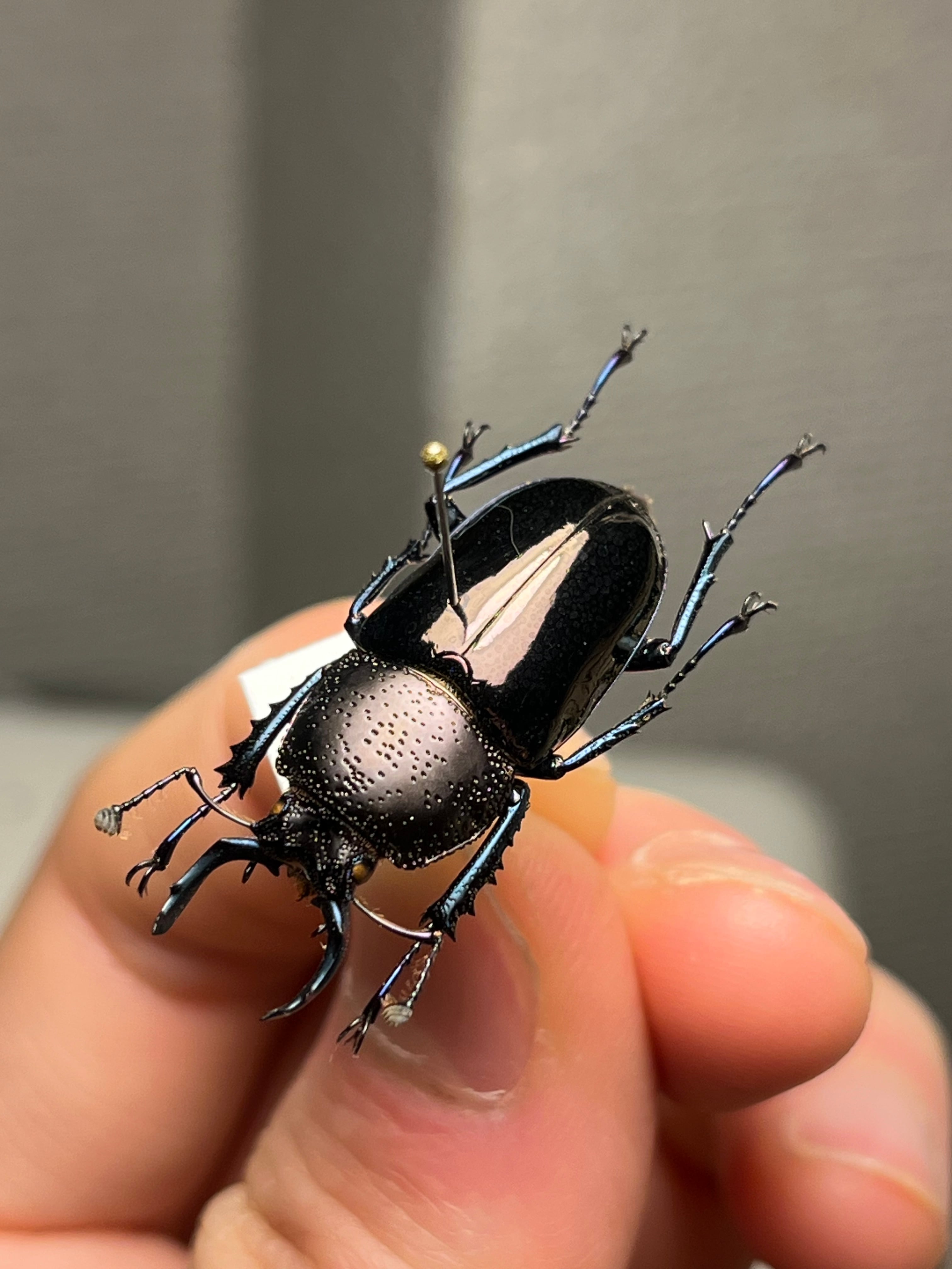 30mm】ドウイロクワガタ Streptocerus speciosus 智力宝石 WC チリ産