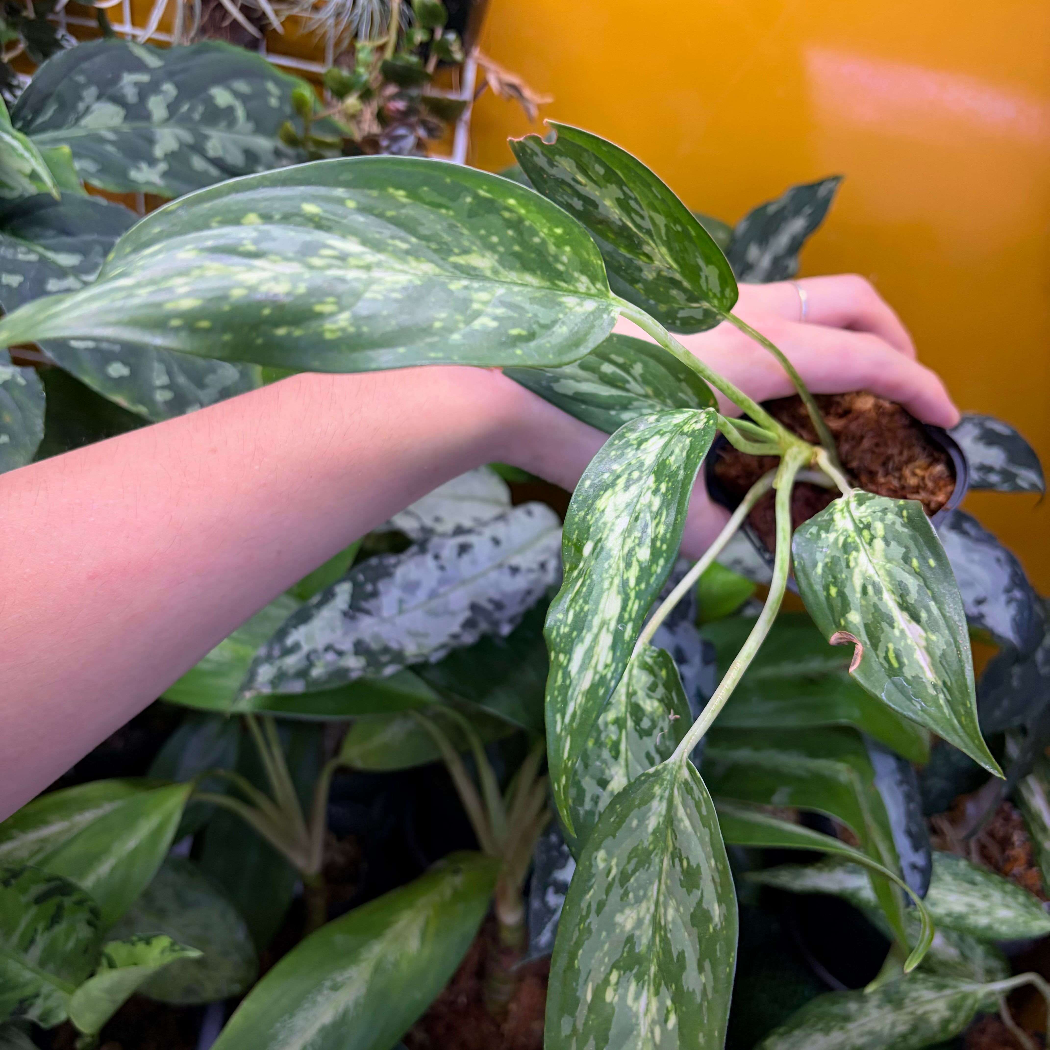 Aglaonema sp. Krabi 【ZOE0626-04t】 アグラオネマ | 熱帯雨林植物