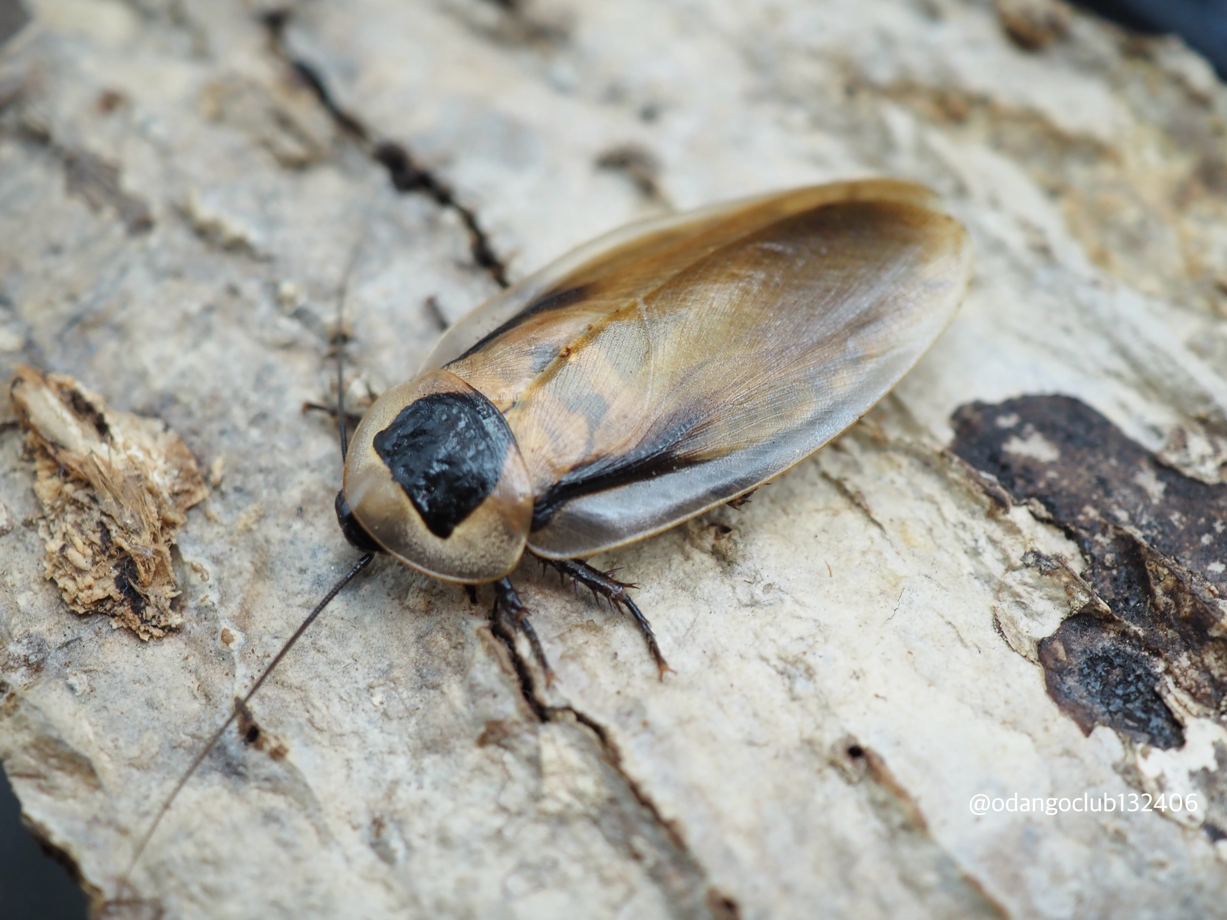 ニジイロゴキブリ 10匹 ゴキブリ | おだんごくらぶ