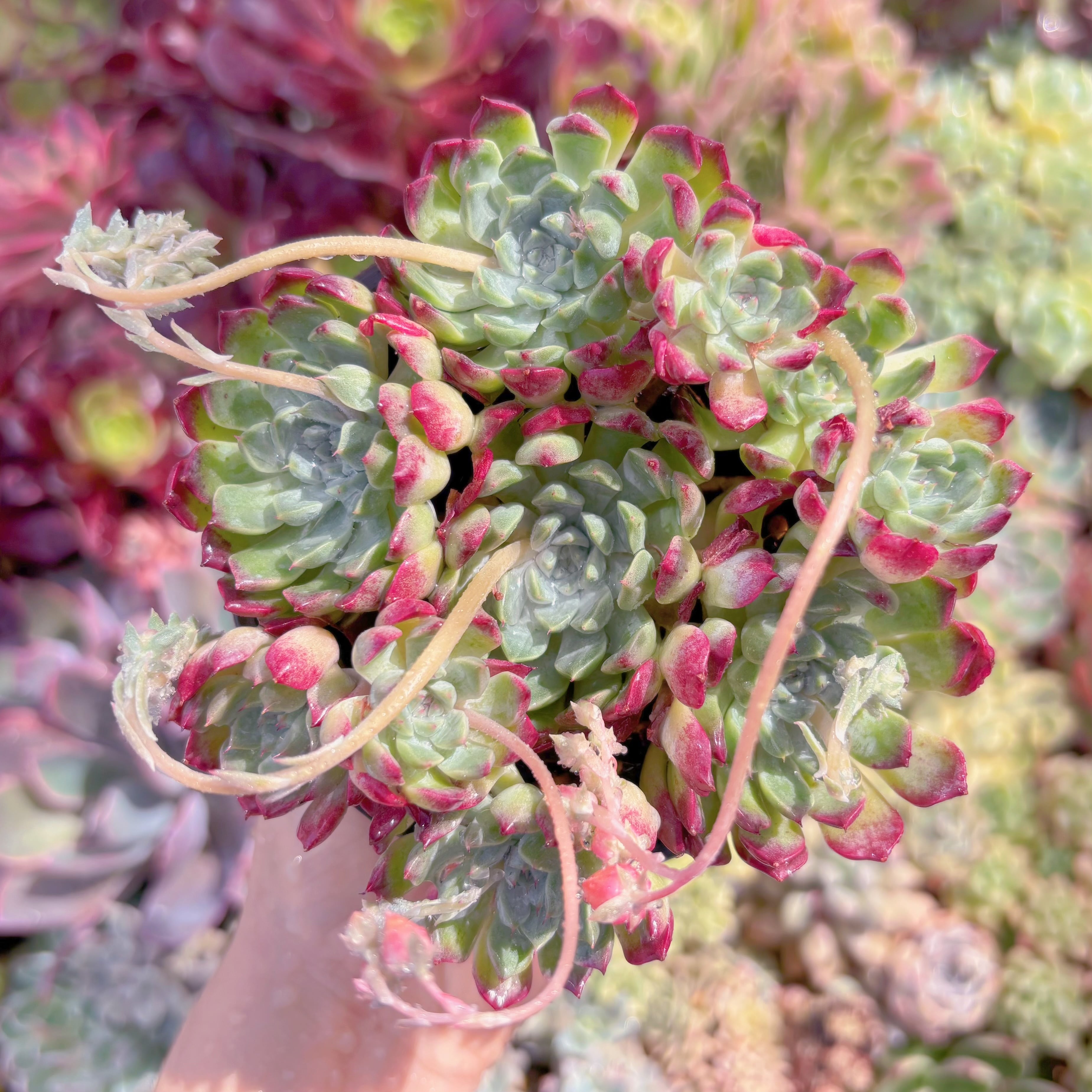 現品　 Ready stock Echeveria#B41　群生　新入荷　るる農園