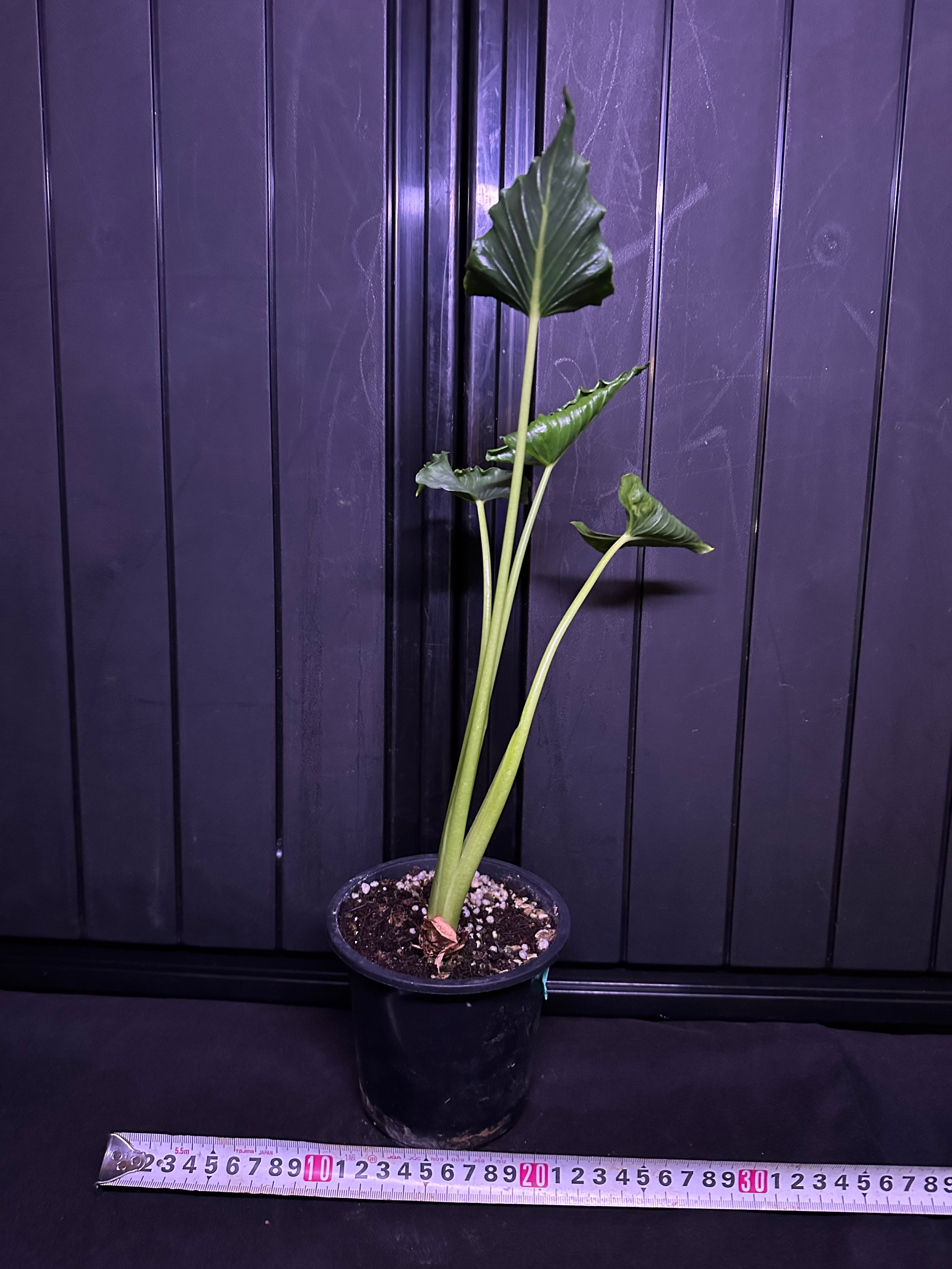 Alocasia Crinkles albo Variegata アロカシア クリンクルズ アルボ