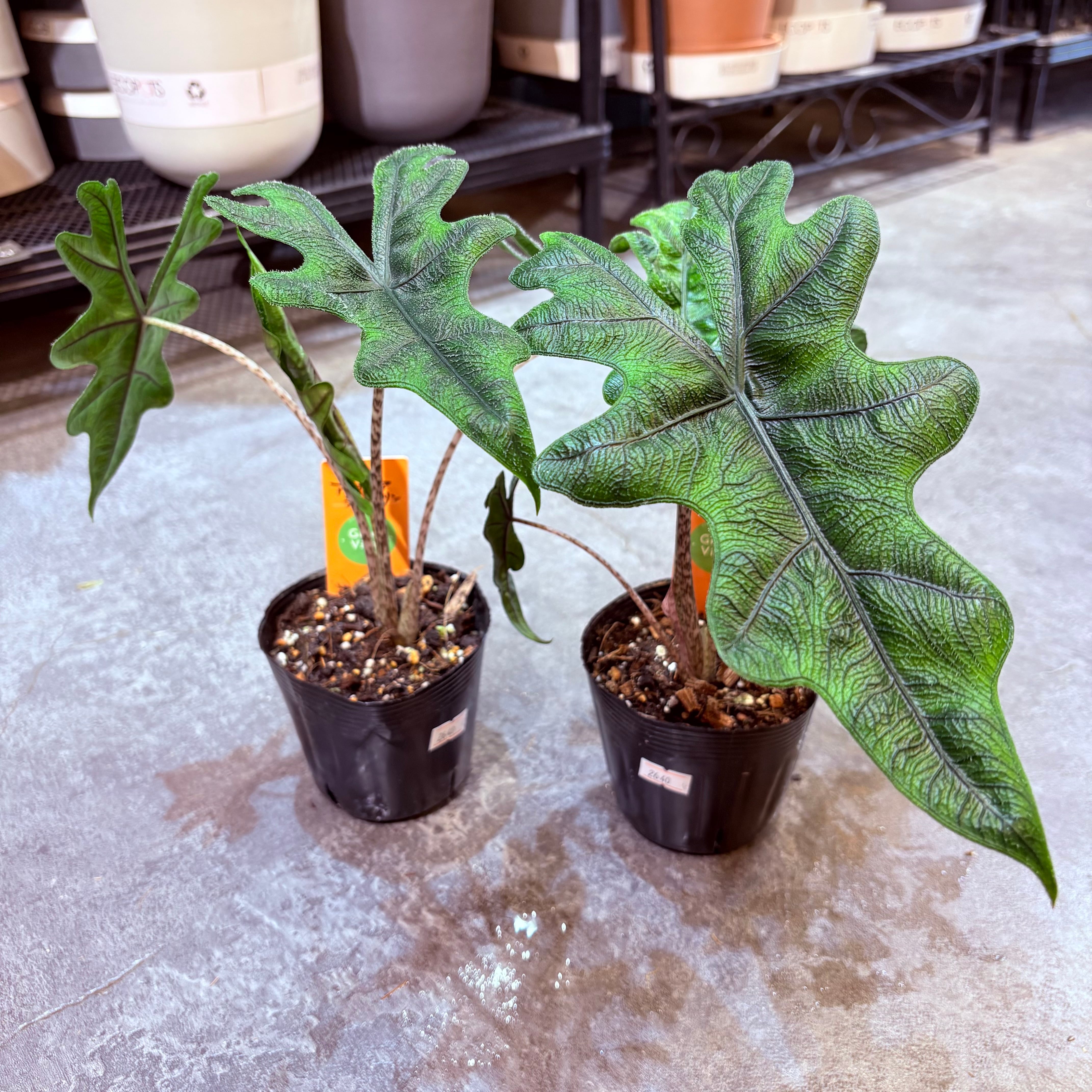 アロカシア ジャックリン 3.5号 | Green Vibes 宇都宮市の観葉植物専門店