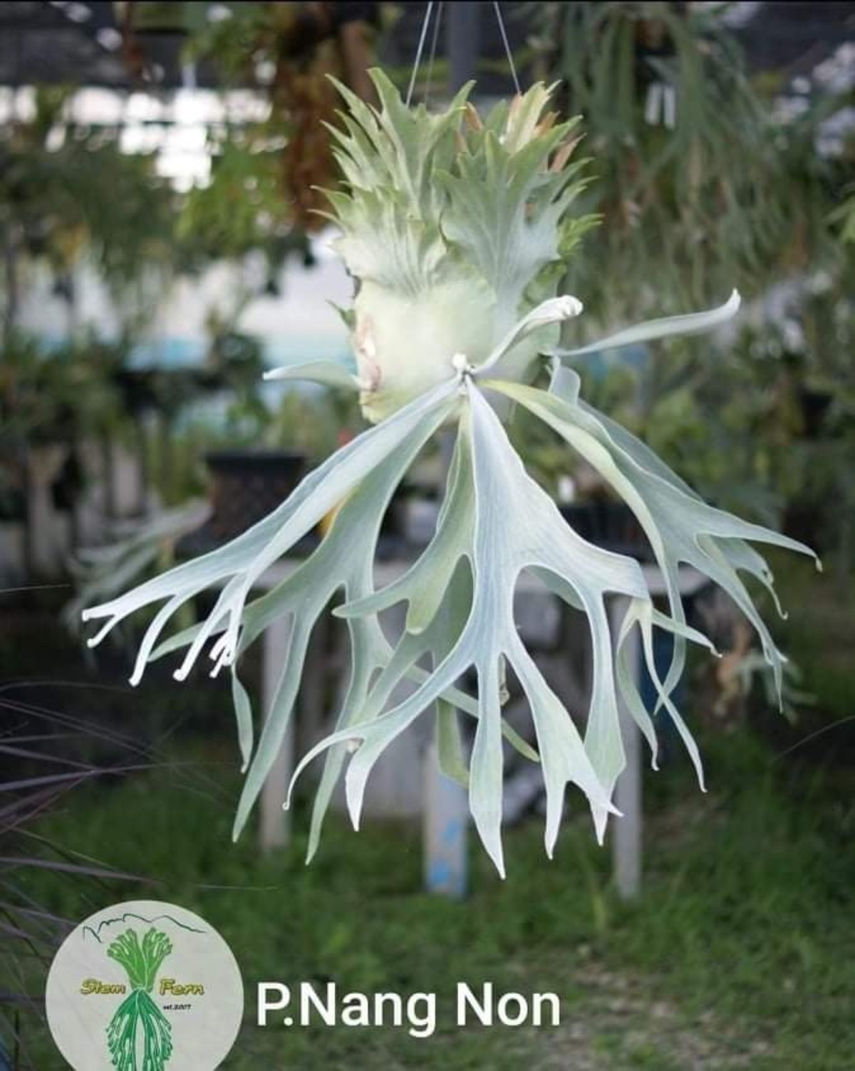 ビカクシダWillinckii Watchara Fish Bone pup（ビカクシダWillinckii  