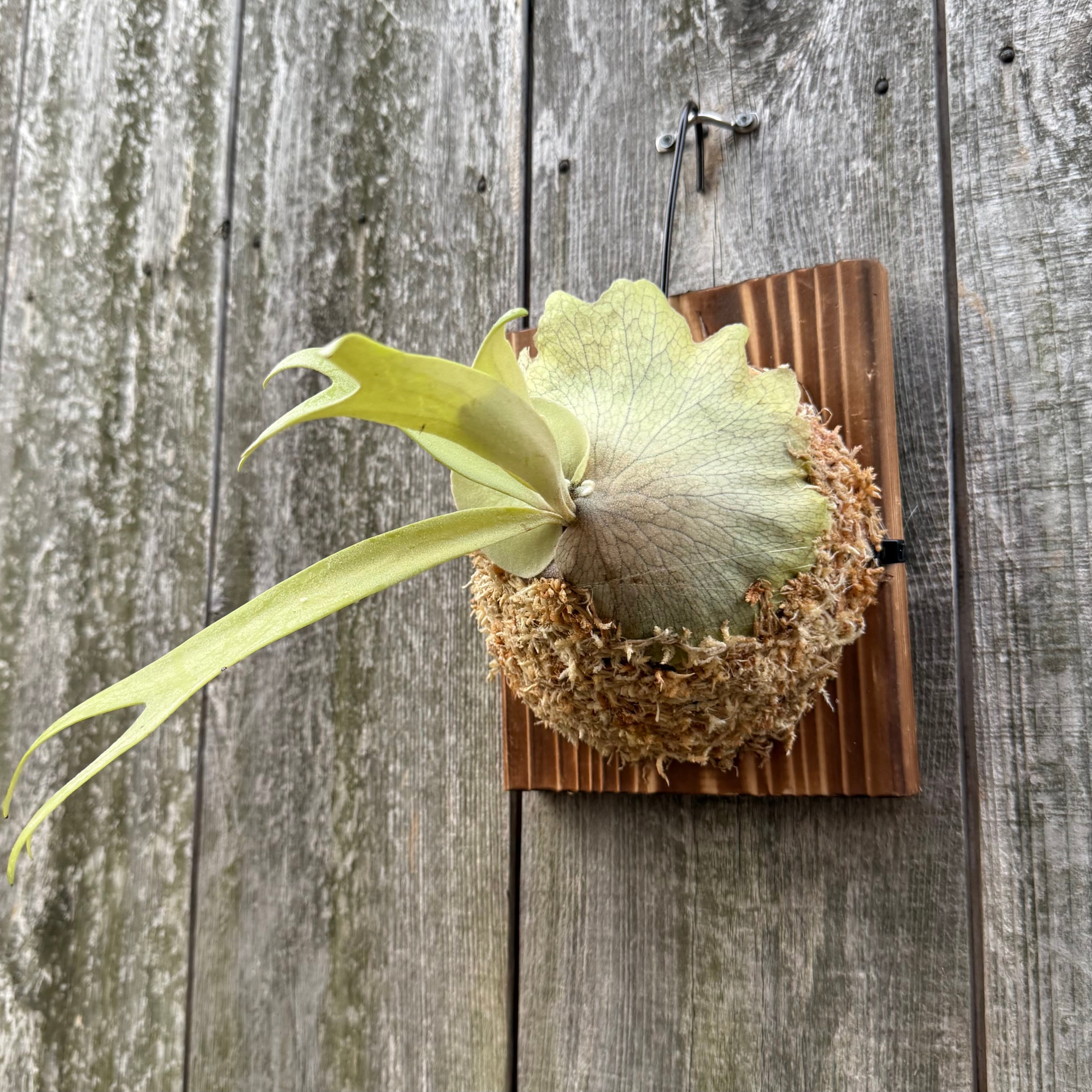 P. willinckii cv. Aplus special (pup) | naturefix