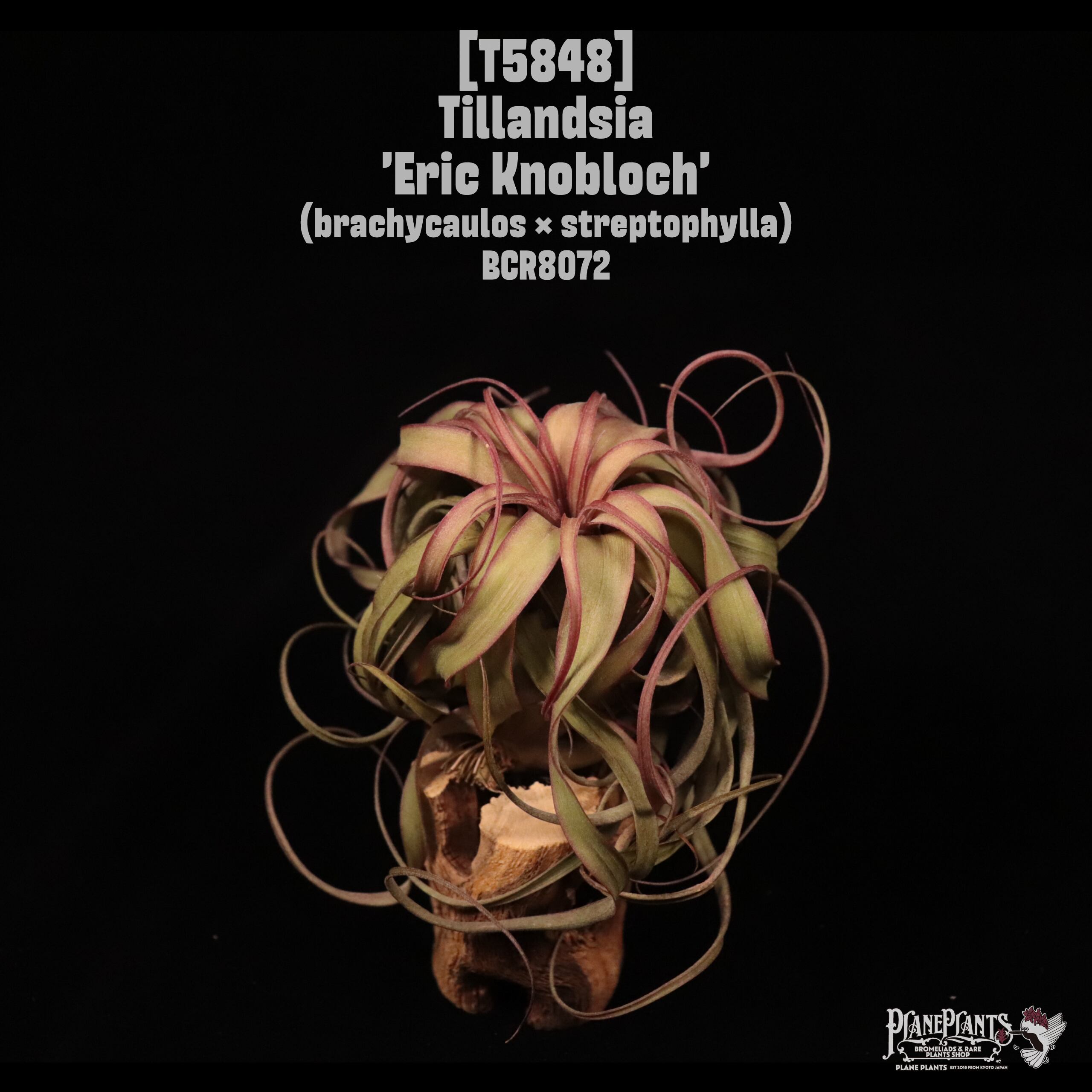 Tillandsia 'Eric Knobloch'〔ティランジア〕T5848