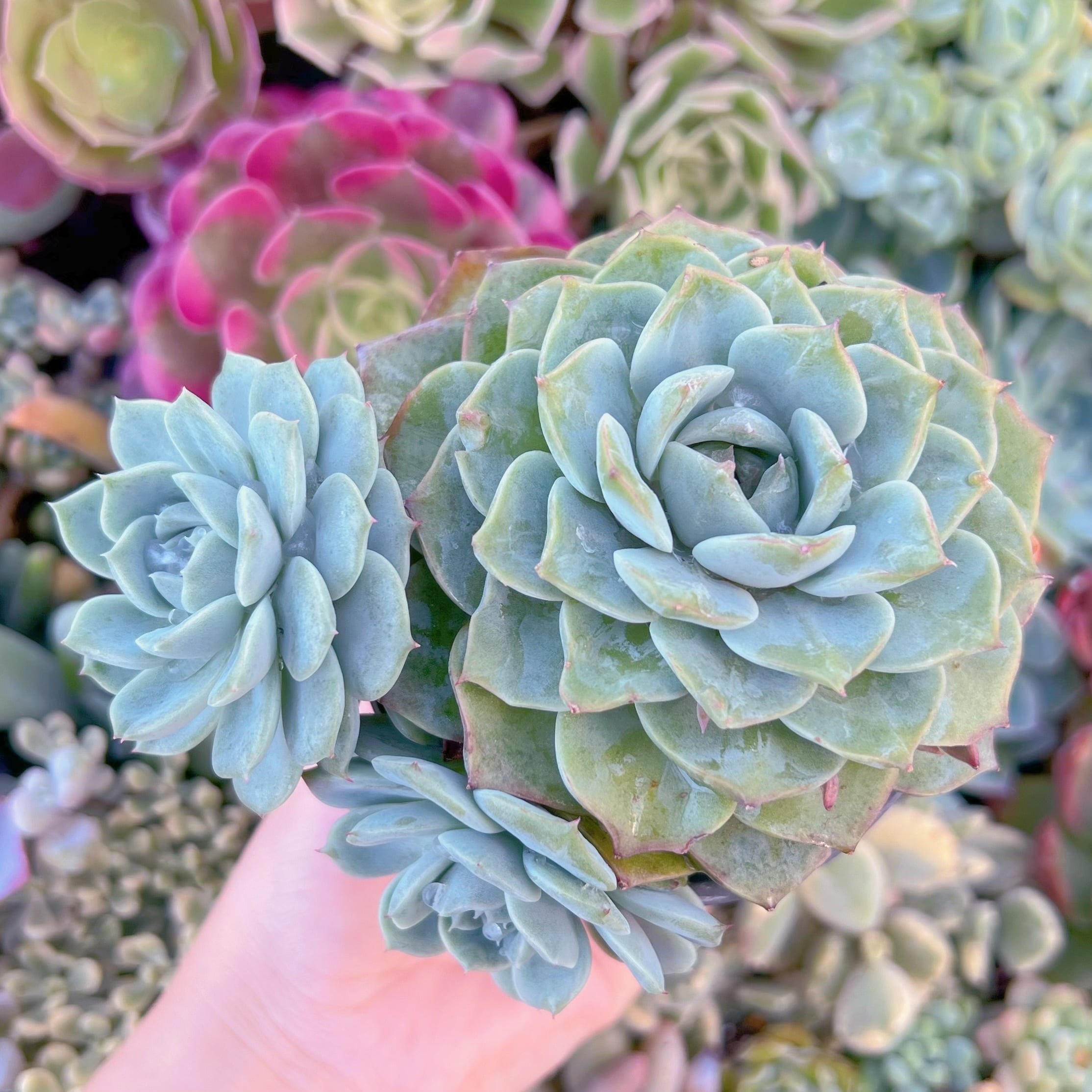 現品　インドクジャク#232　群生　るる農園