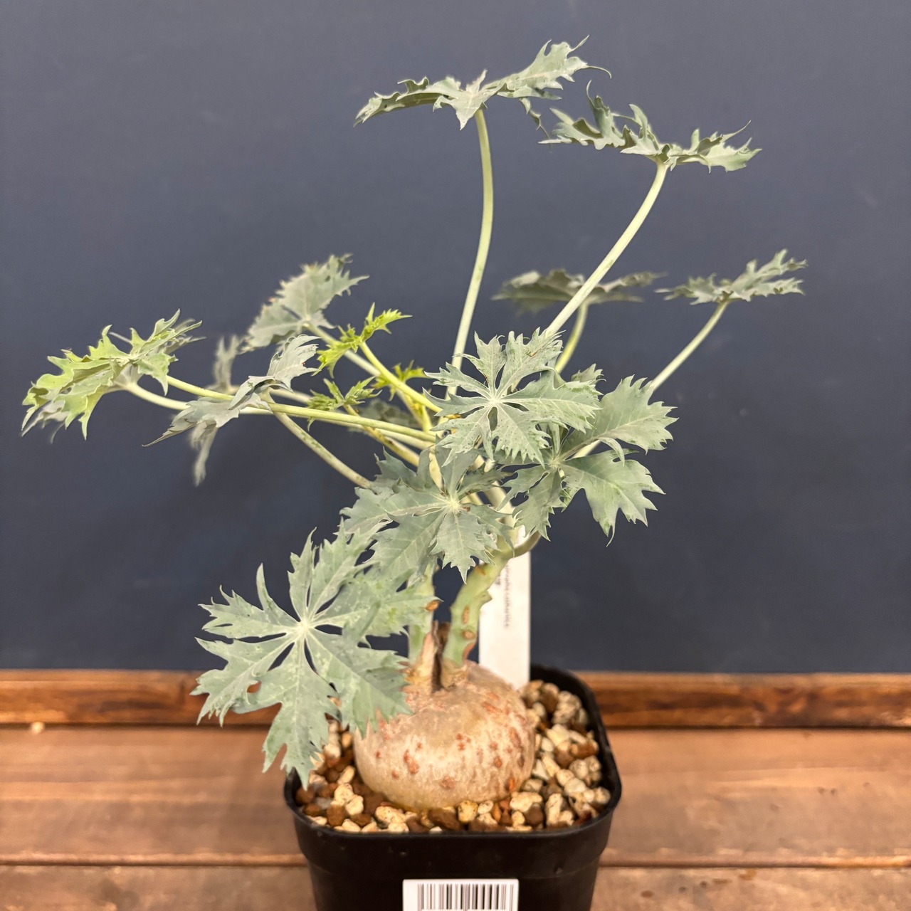 ヤトロファ ベルランディエリ(ニシキサンゴ)【783】