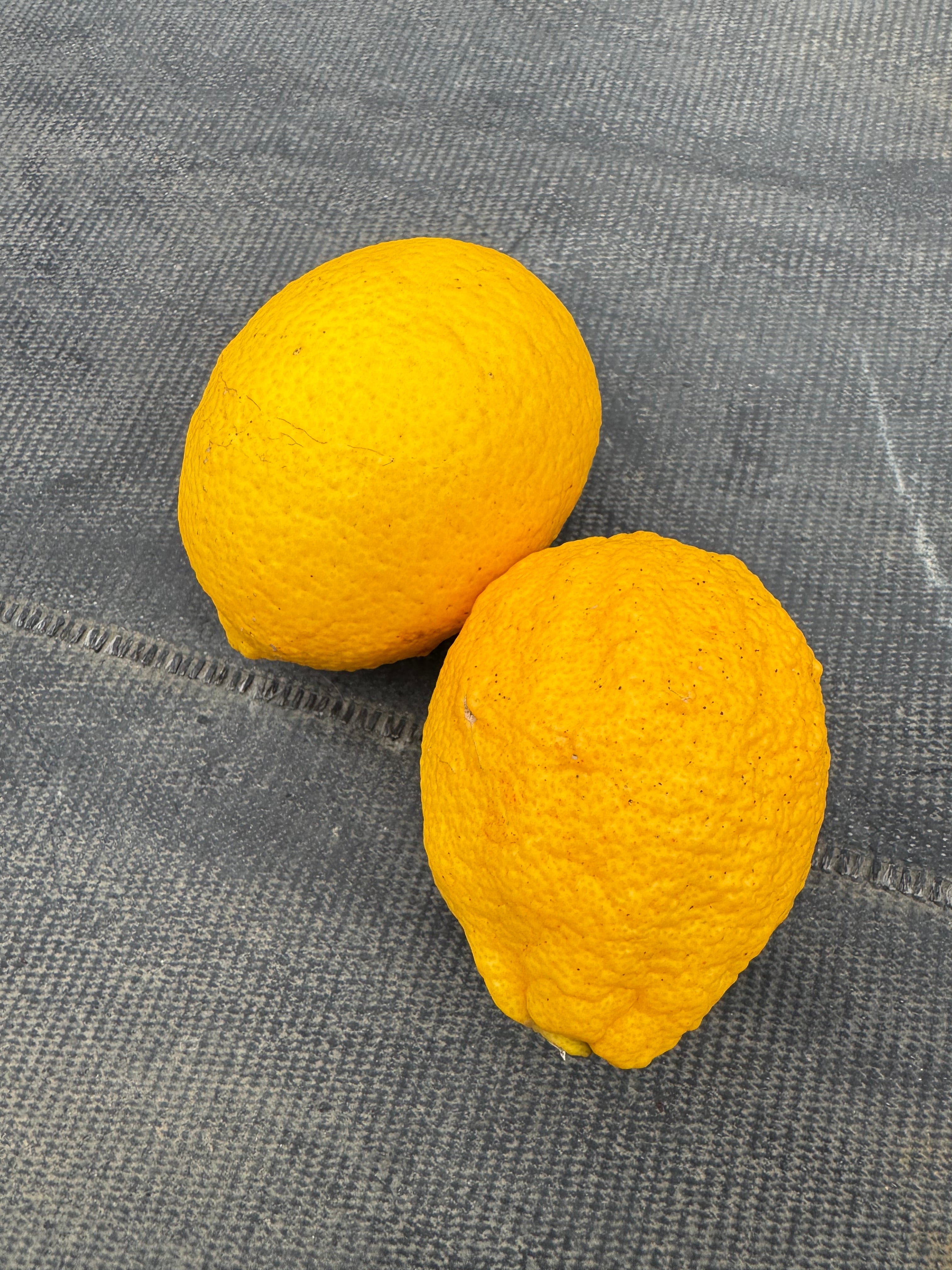 津久見産 アレンユーレカレモン 5kg