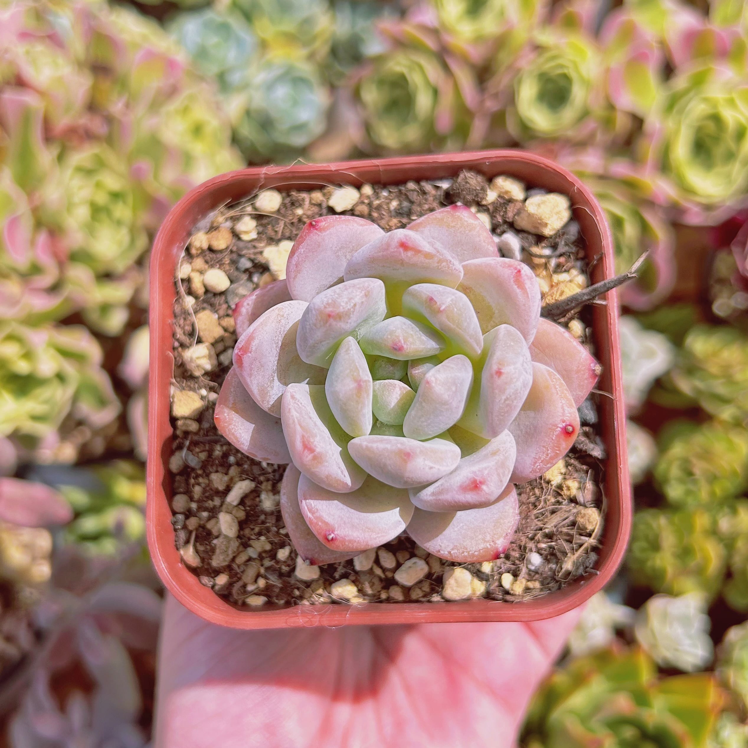 現物　多肉植物　ピンクストーン