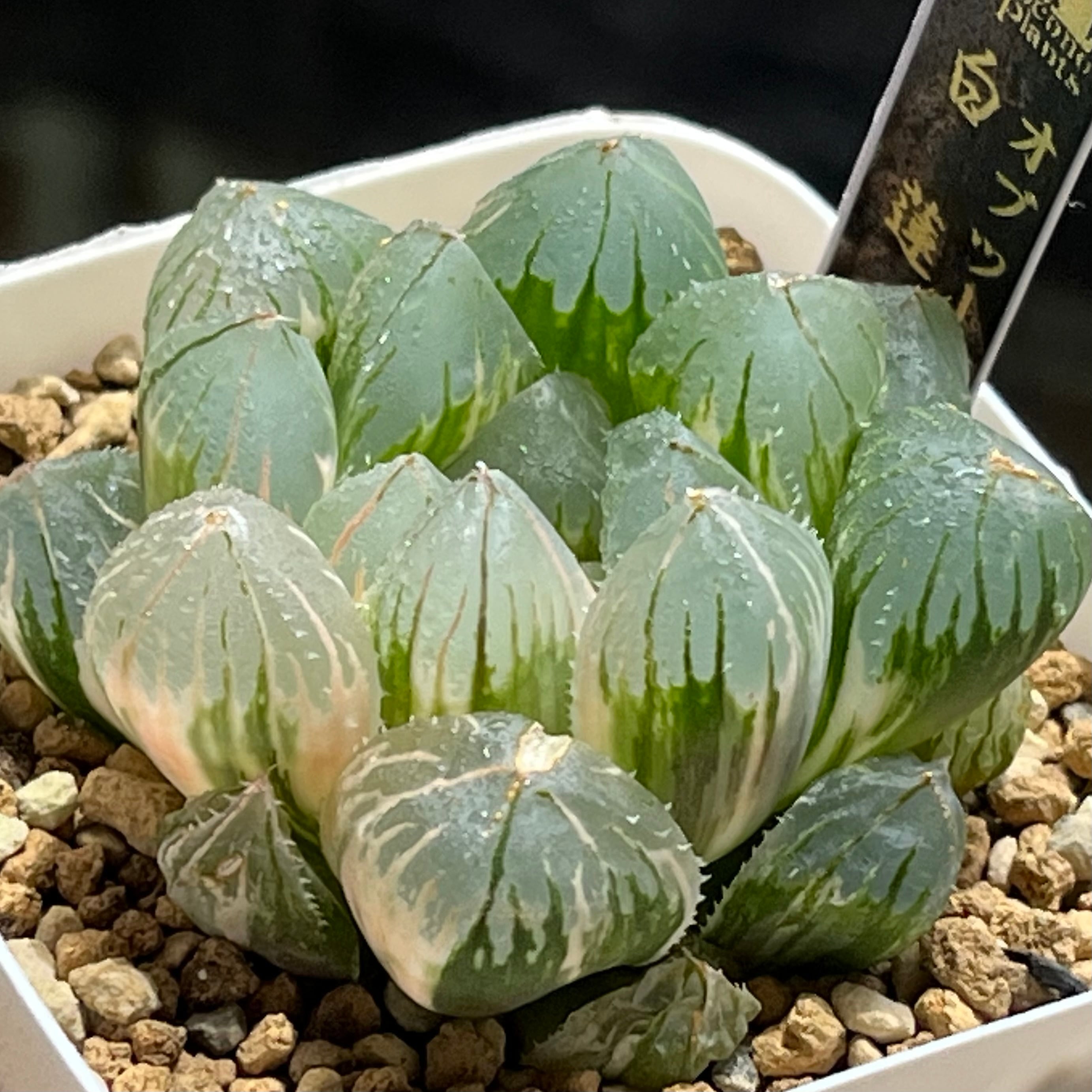 オブツーサ系 | mocono_plants