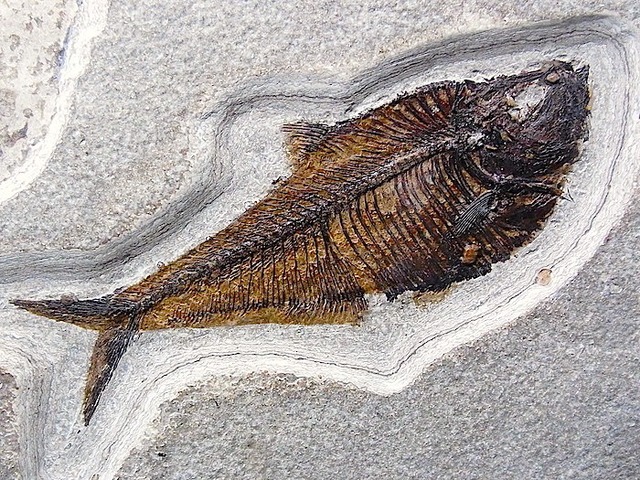 魚類 | 隕石と化石の部屋
