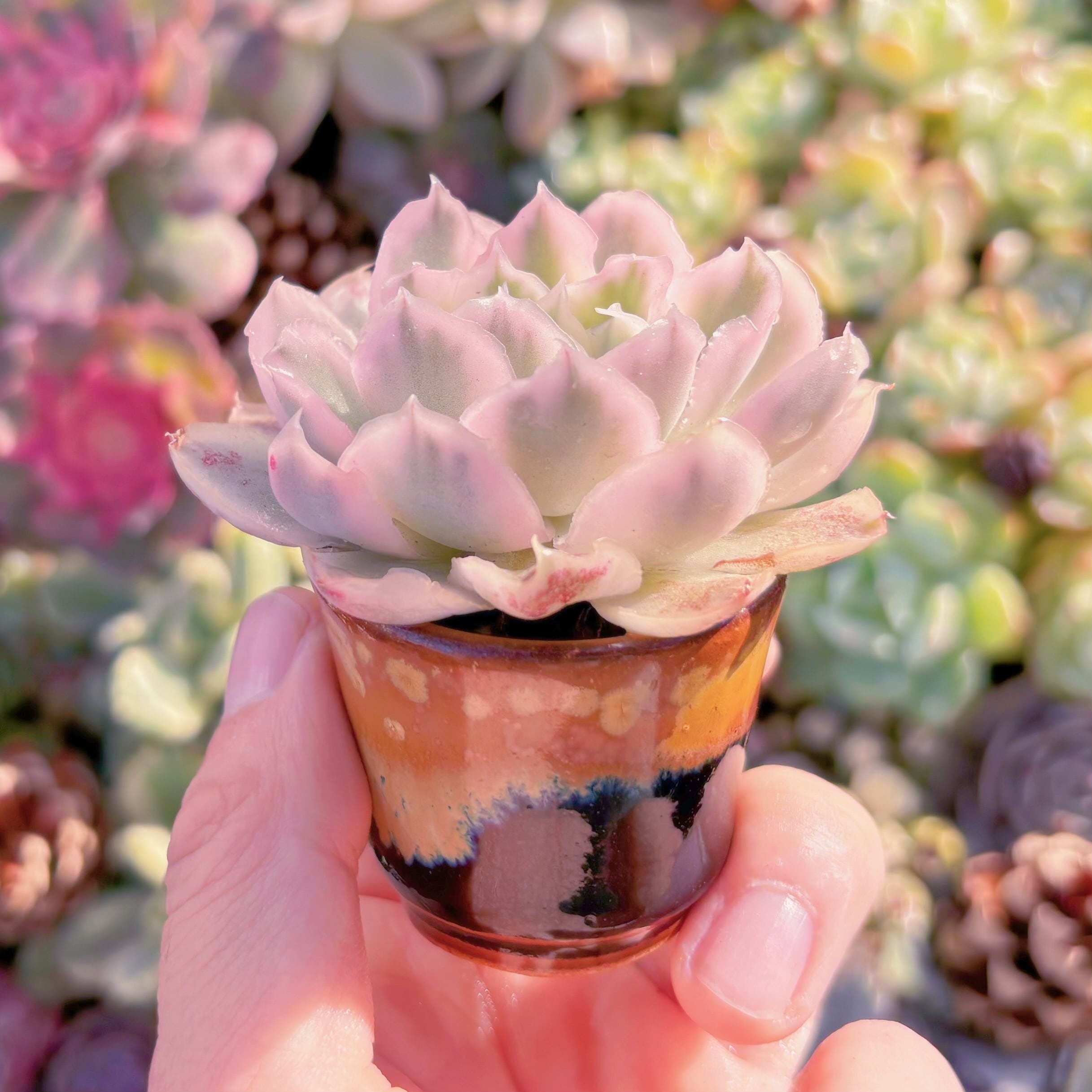 多肉植物 パープルバタフライ錦 新入荷 るる農園 | るる農園~多肉植物専門