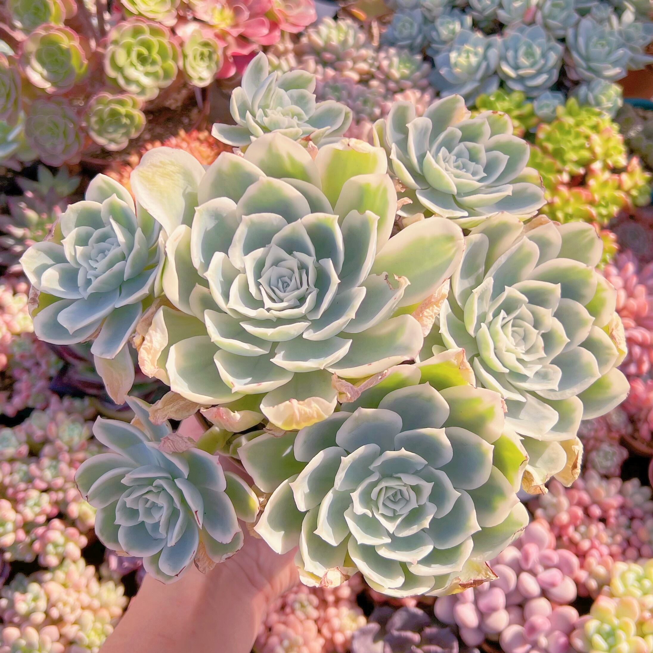 現品 レモンローズ錦#555 新入荷 るる農園 | るる農園~多肉植物専門