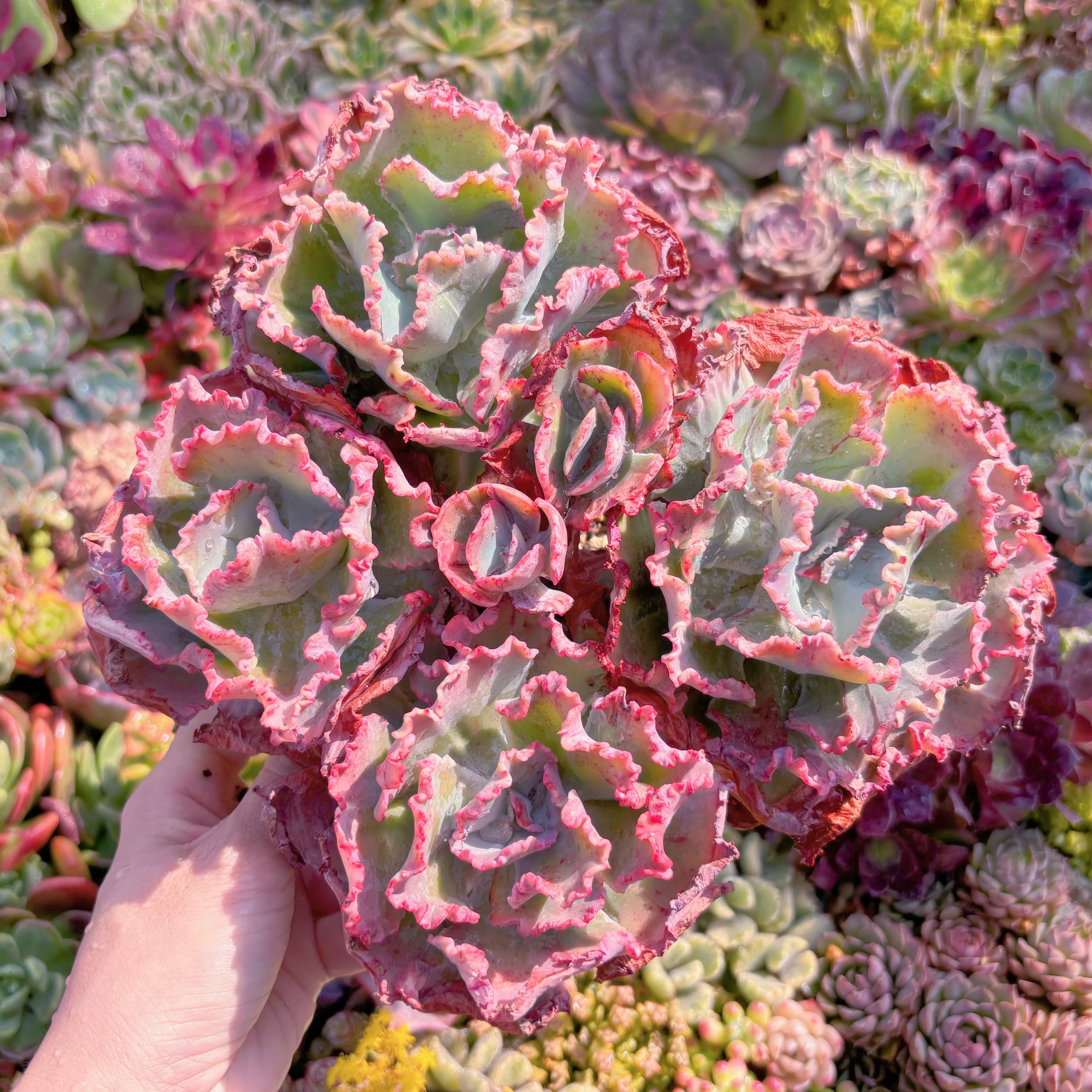 現品　ディックライト#M018　特特大群生　新入荷　るる農園